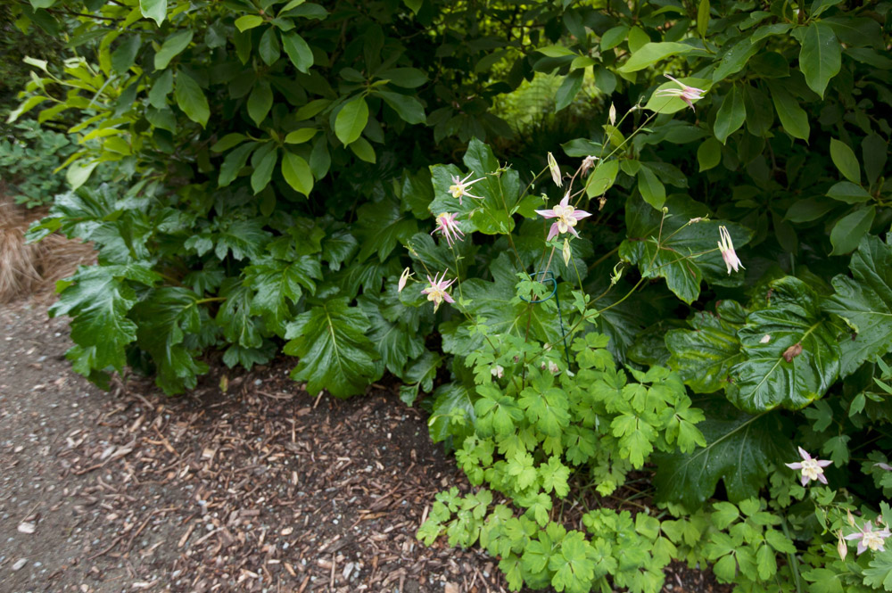 columbines.jpg