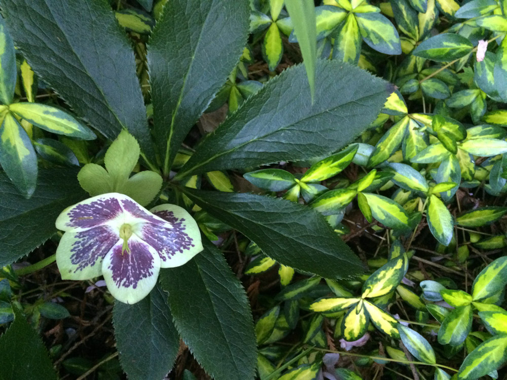 Euonymus and Hellebore.jpg