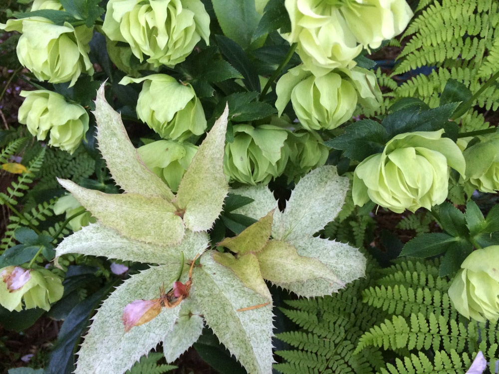 hellebore hellebore and fern.jpg