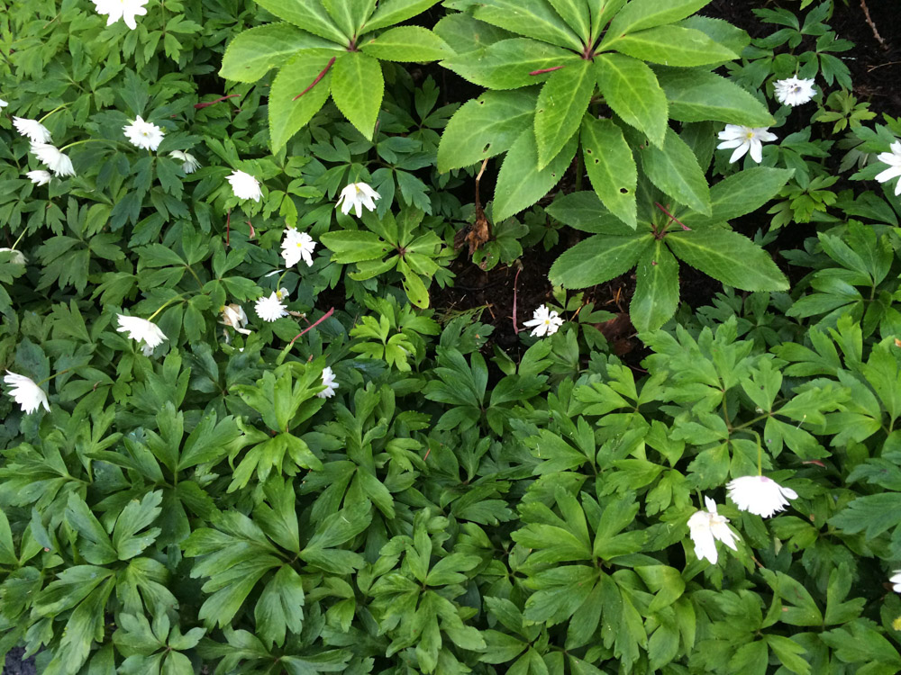 Hellebore and Anemone.jpg