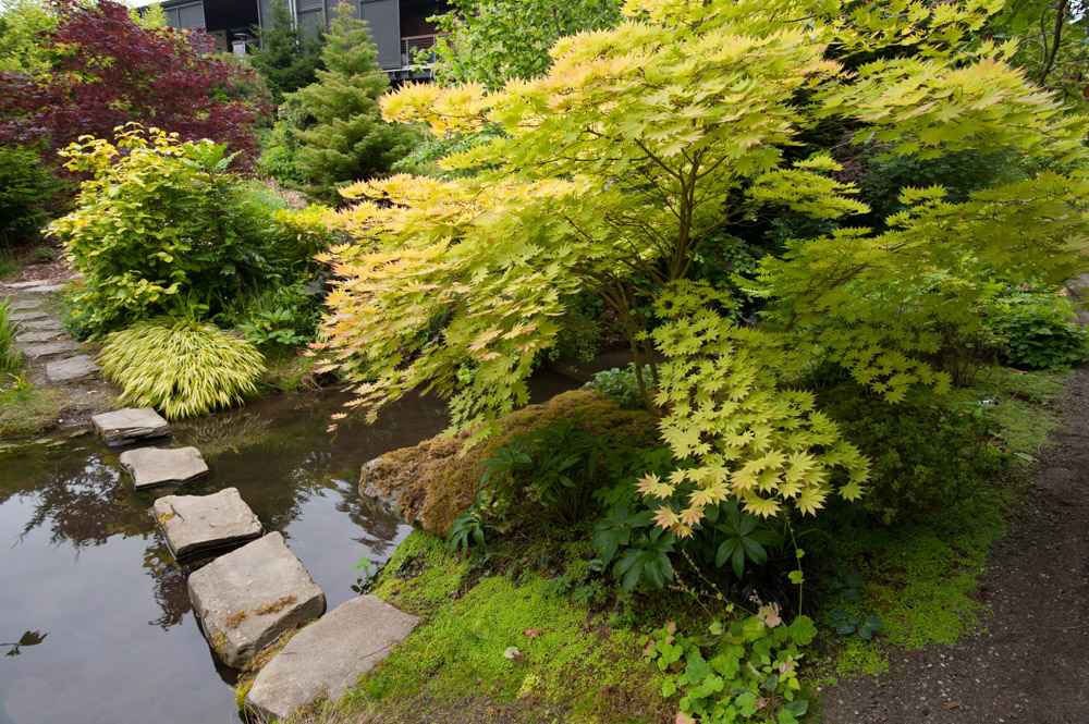 maple & stream.jpg