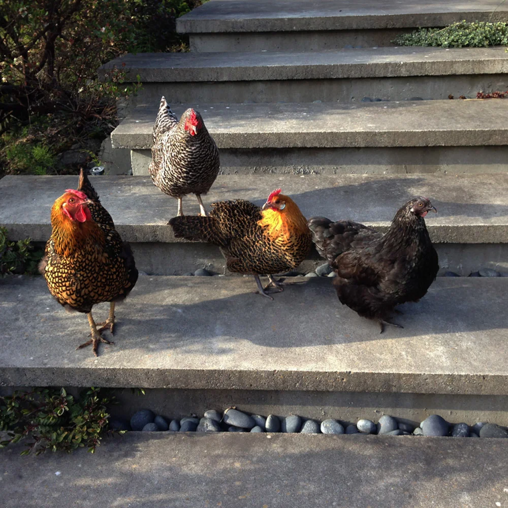 let's all go crap on the steps at once.jpg