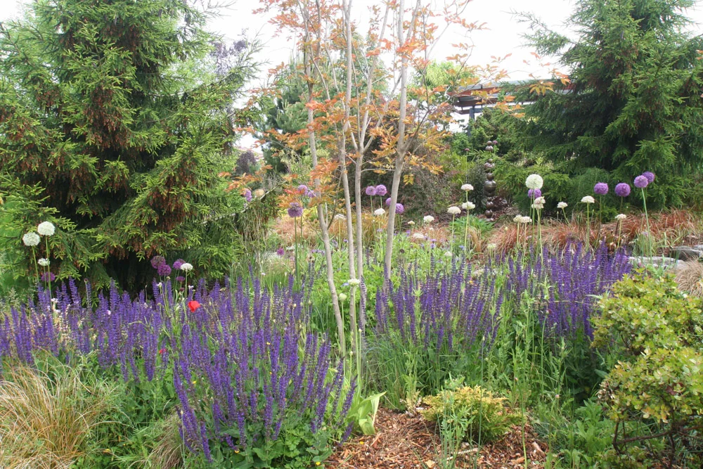 salvia and alliums 2.jpg