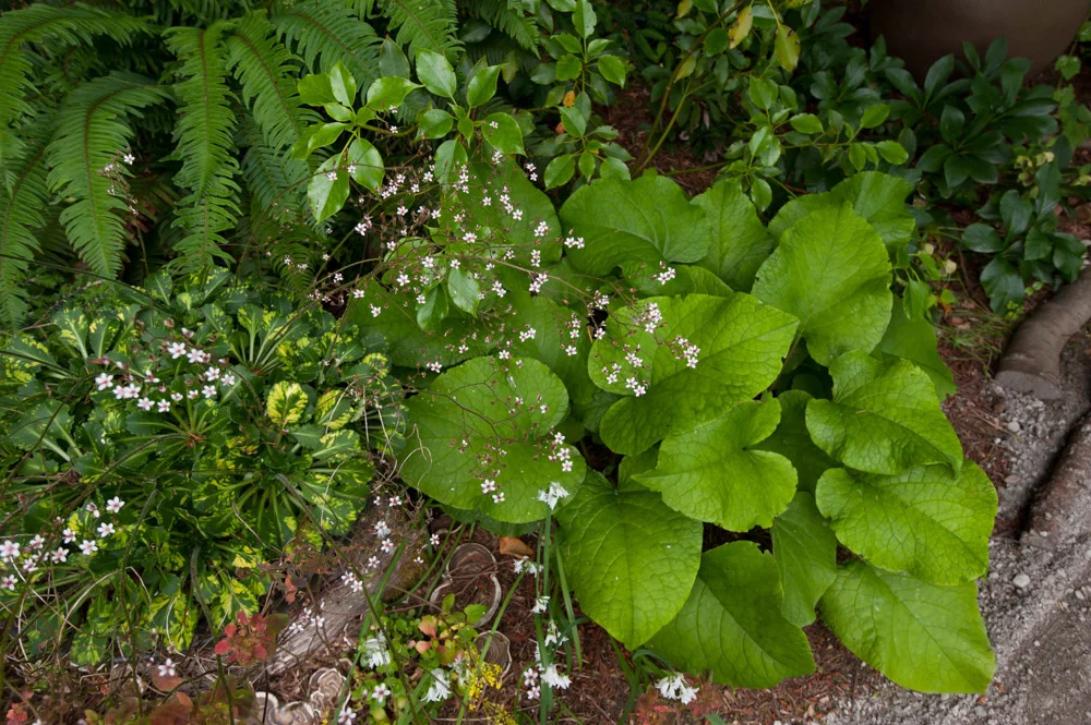 tiny flowers giant leaves.jpg