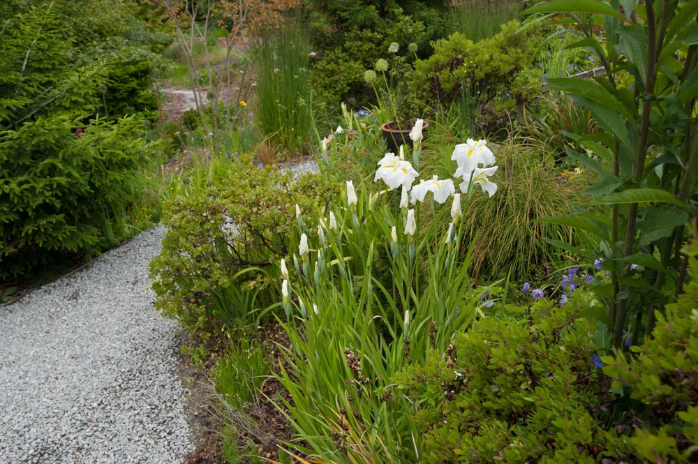white iris.jpg