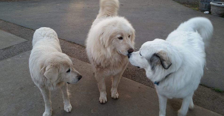 above - Volunteer Libby with young pup Blu below - a three pyr tea party (probably plotting something cute)
