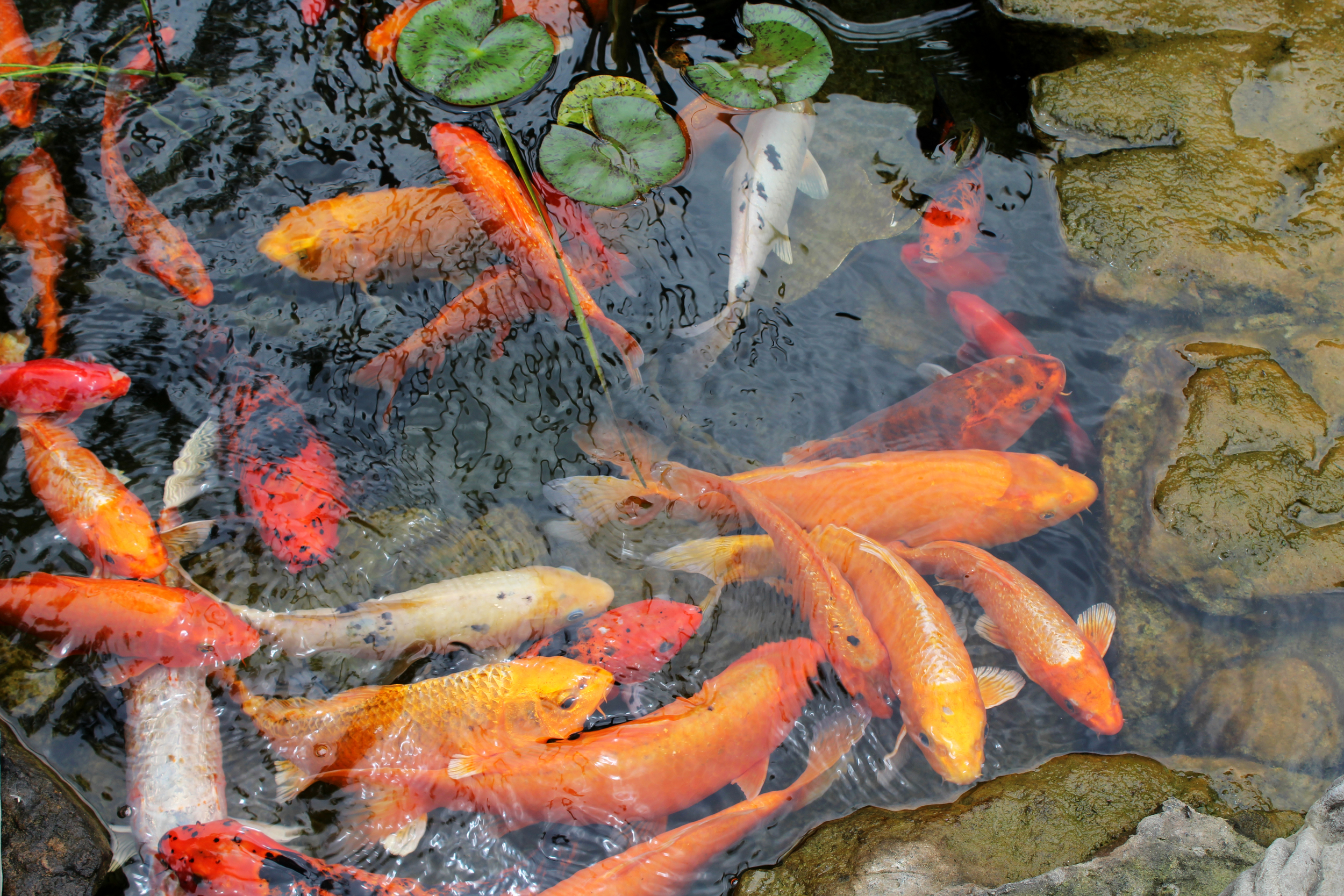 Koi Fish