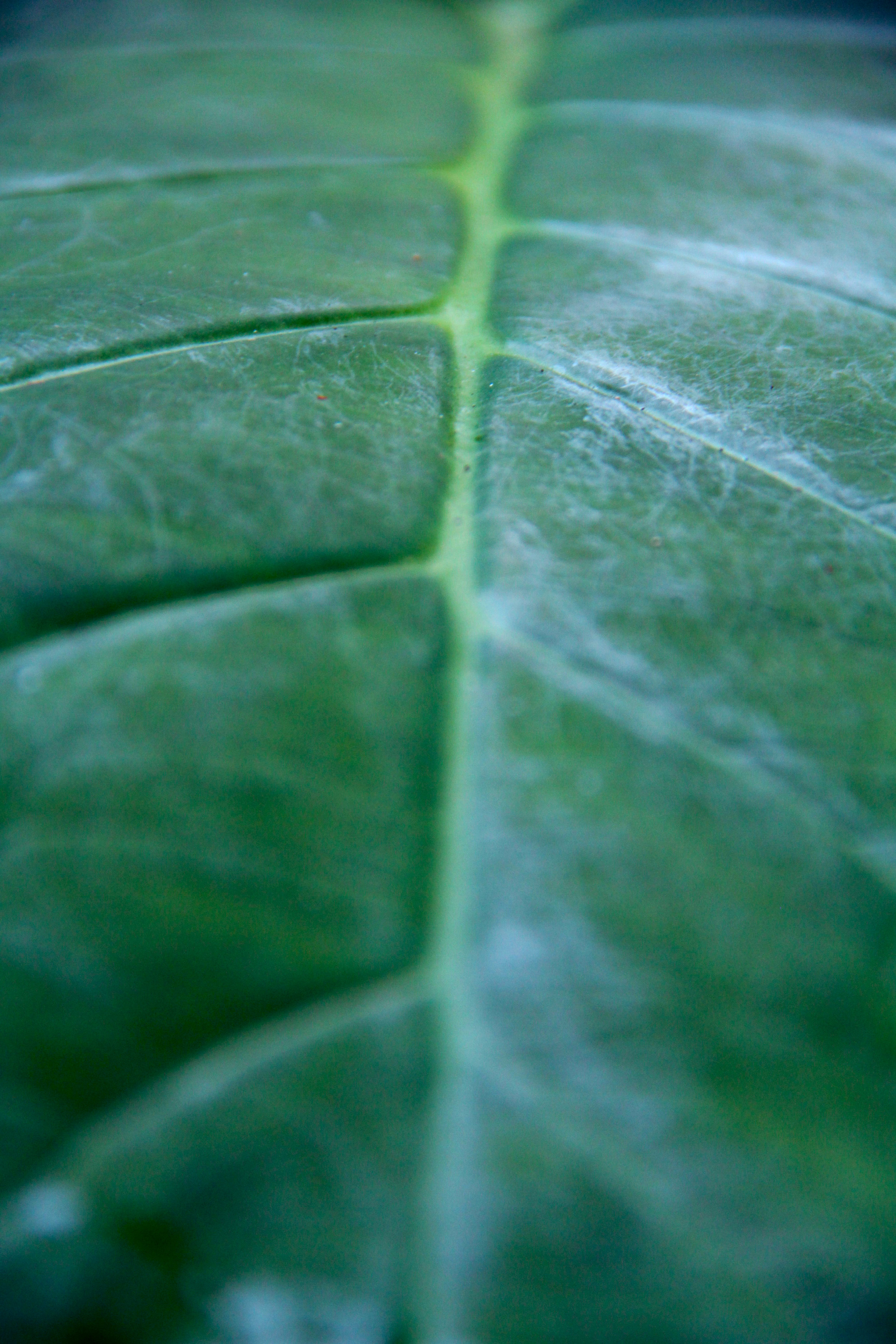 Vascularities