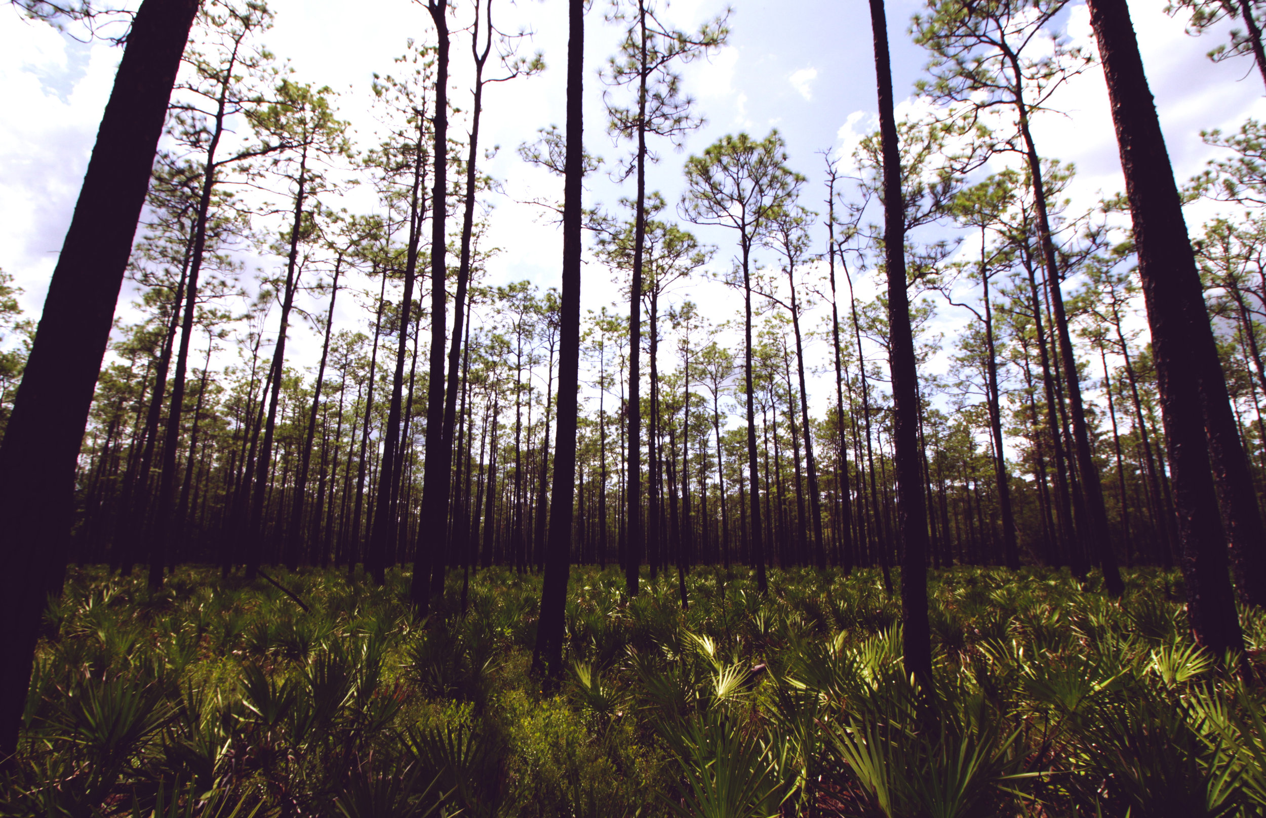 Florida Pine Stand