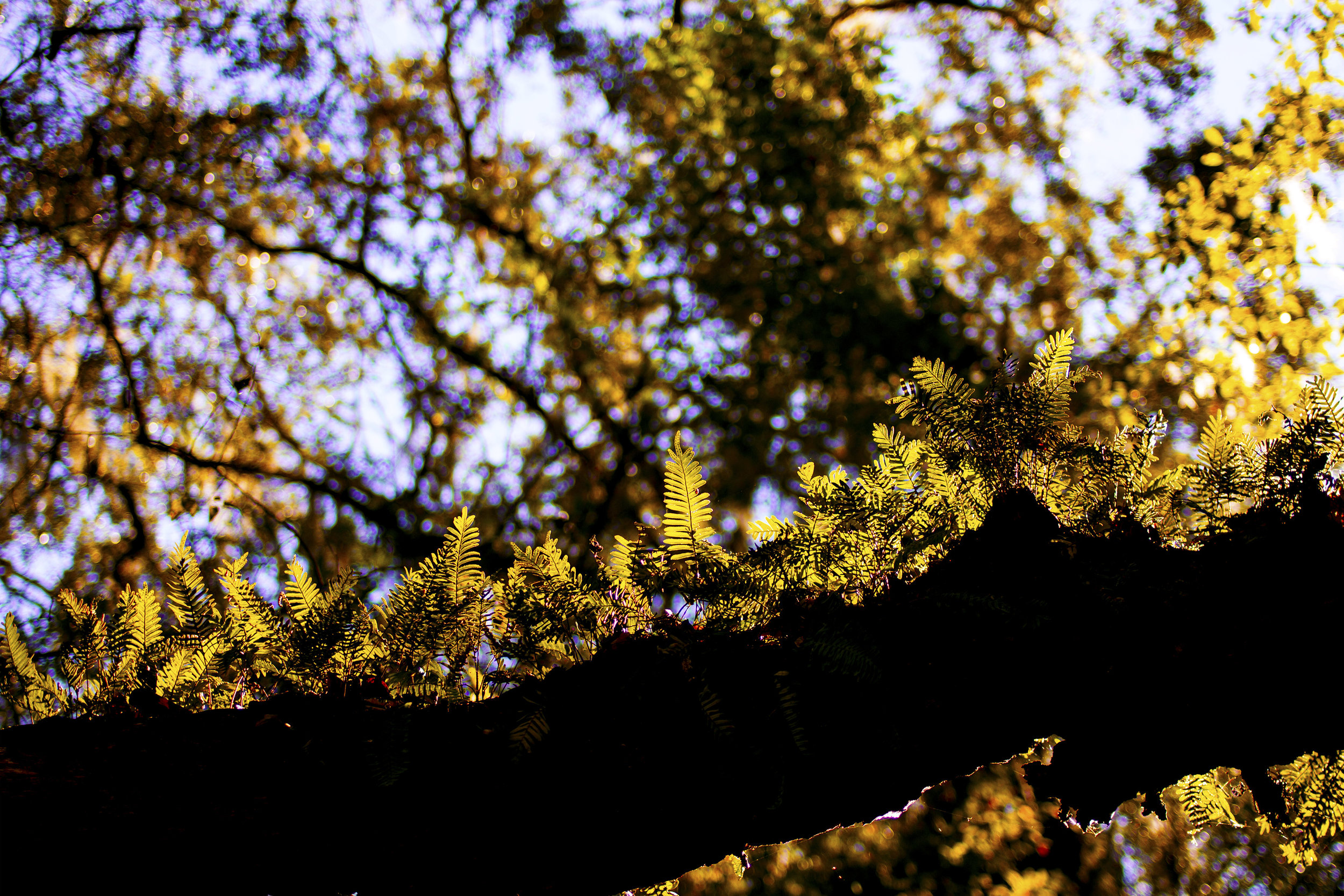 Resurrection Vines