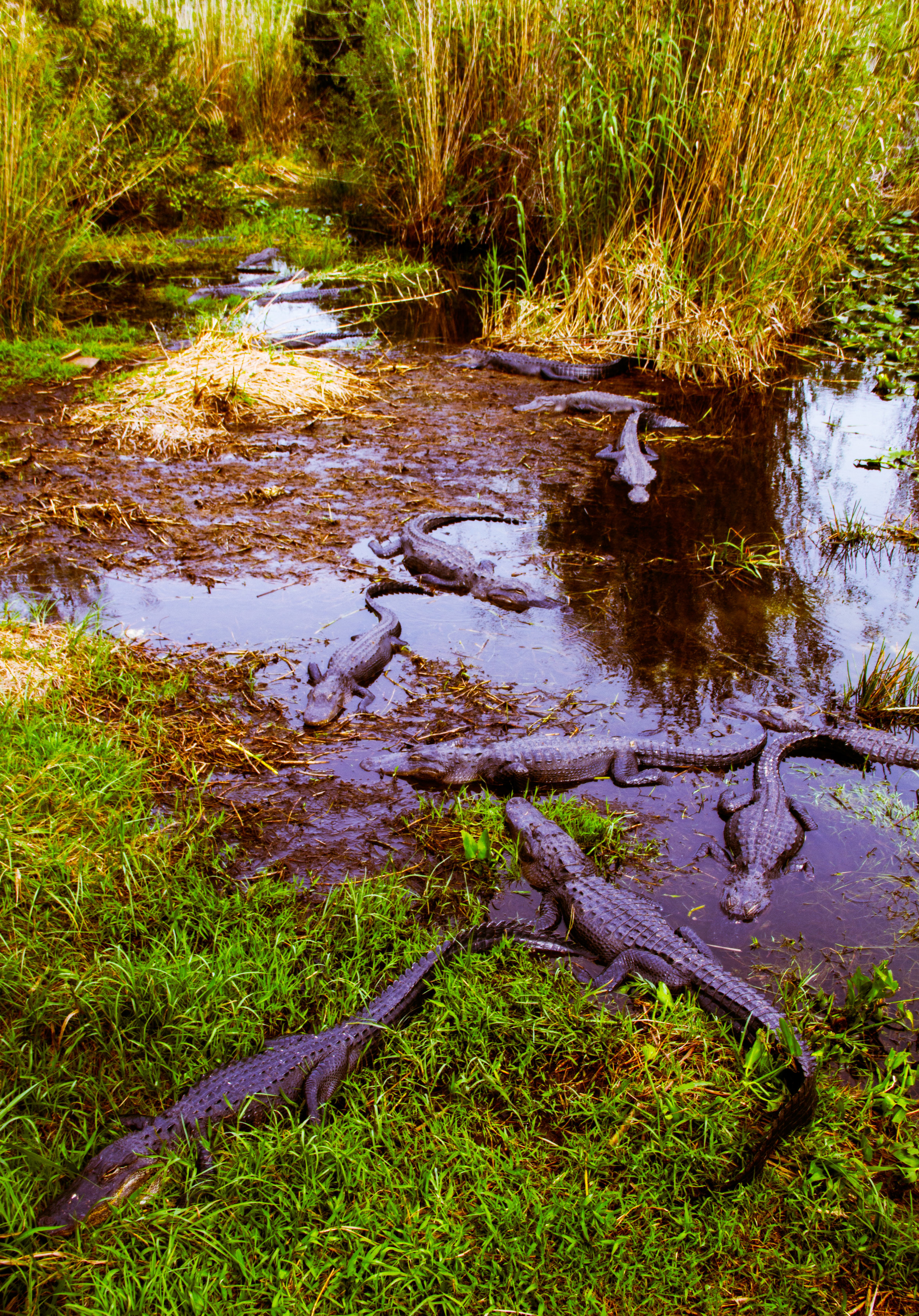 Gator Alley