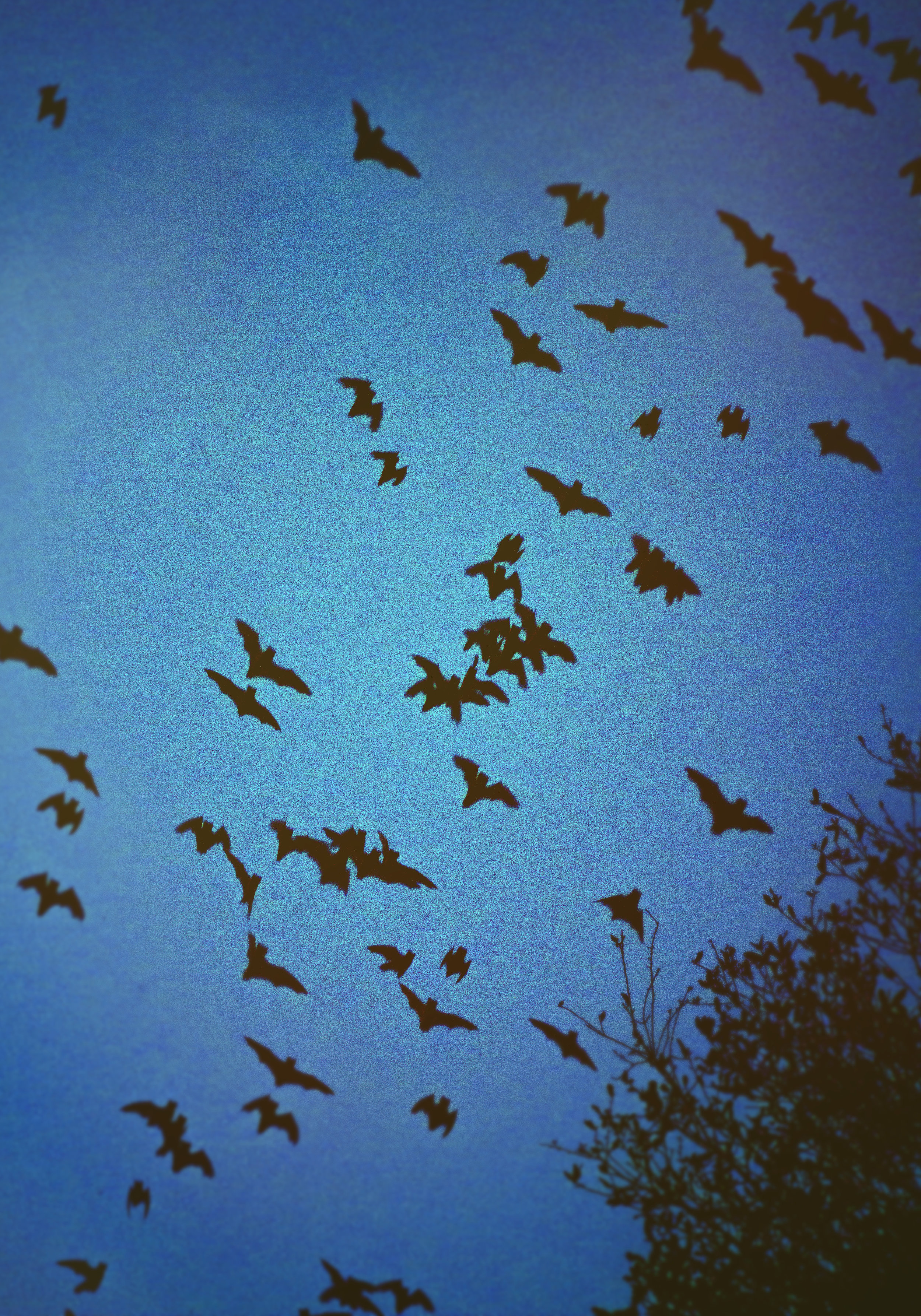 Bats