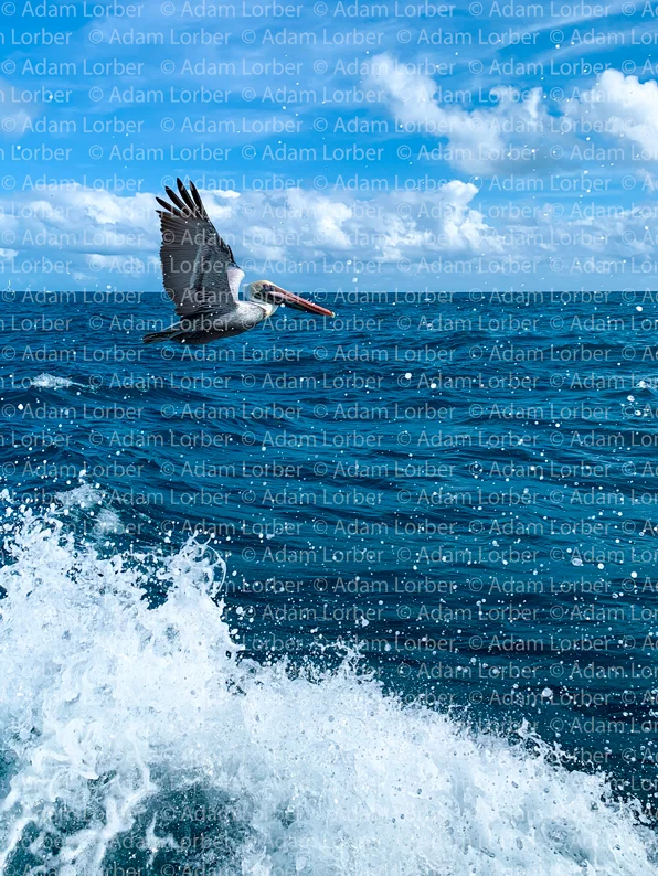 Pelican.jpg