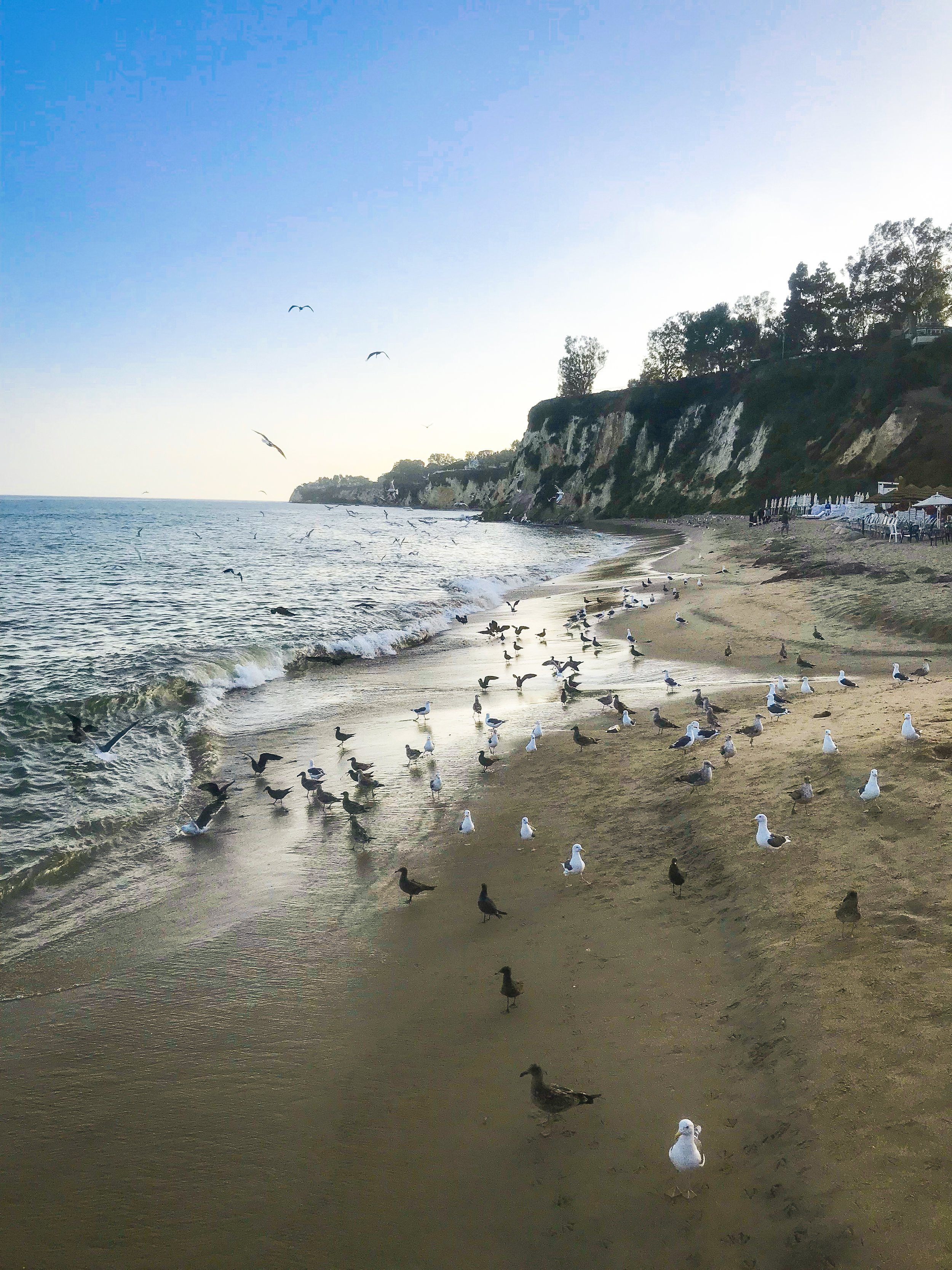 Birds fishing near the waves at Paradise Cove.