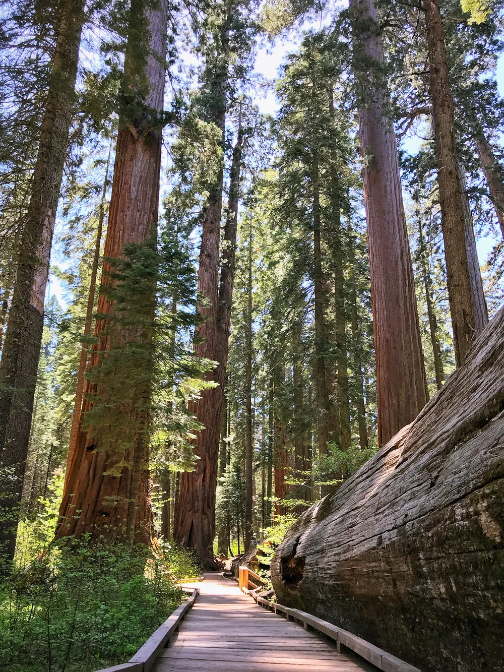 Calaveras County Big Tree State Park May 2018 visit 