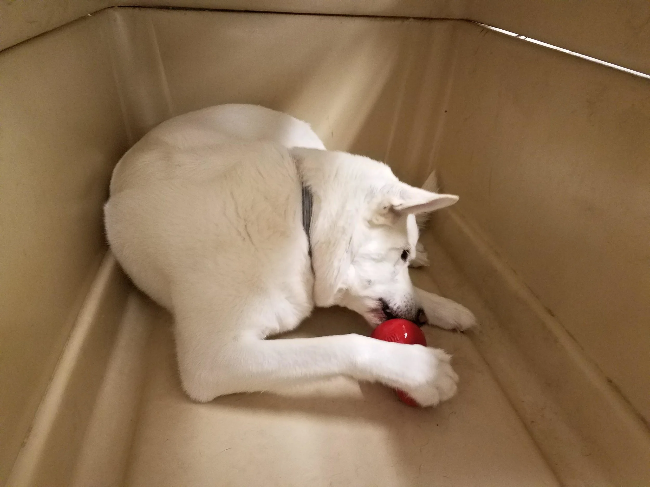 Most dogs prefer a private space to enjoy a special frozen treat or undisturbed nap.