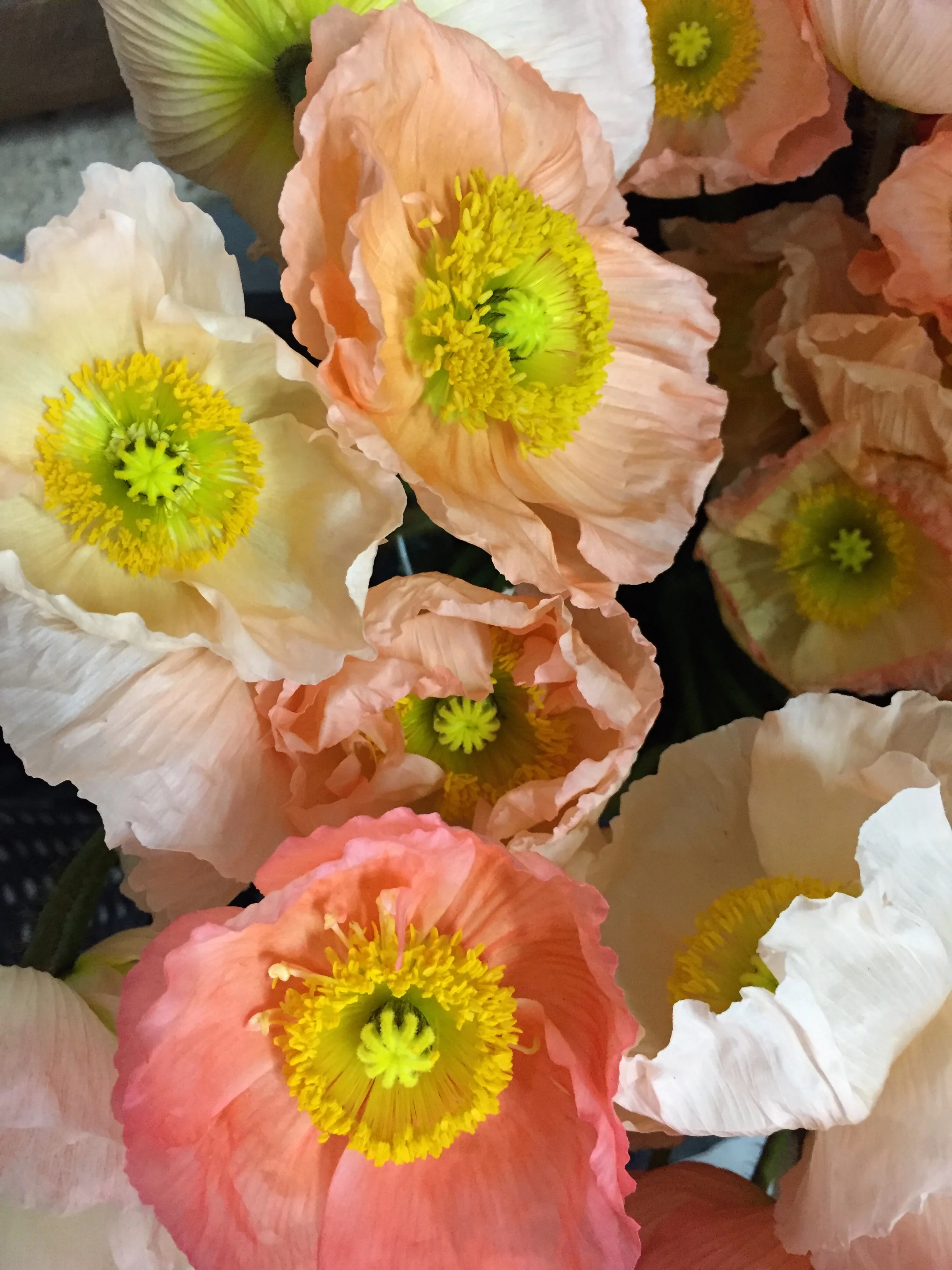 poppies close up.JPG