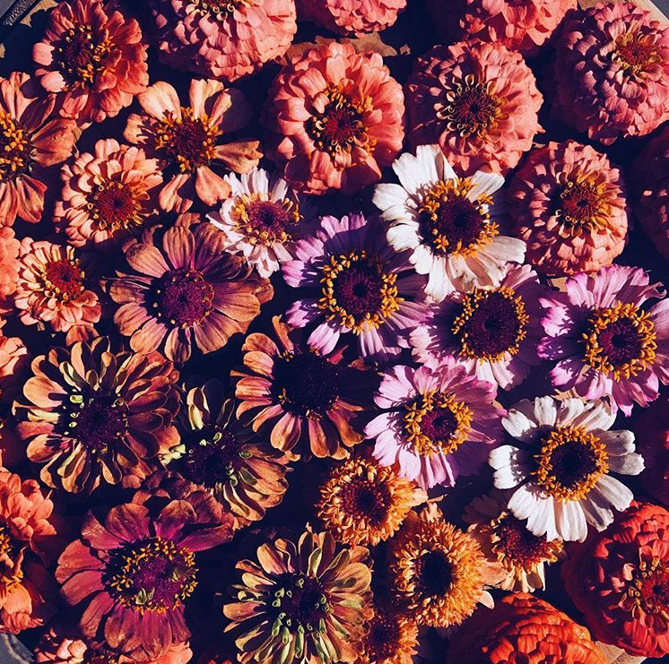 zinnias close up.PNG