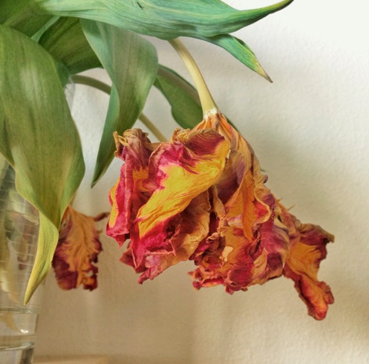 dead tulip.PNG