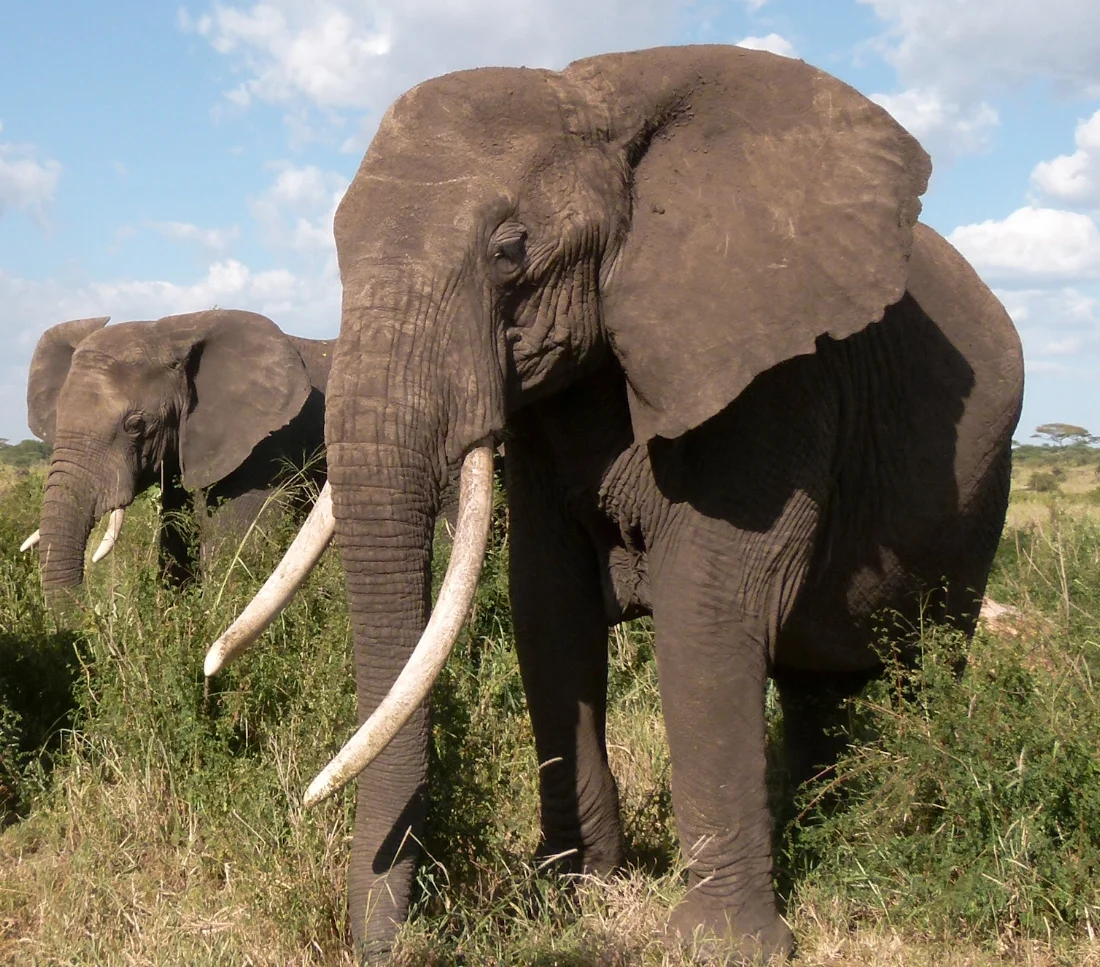Standing Watch - Serengeti 2011
