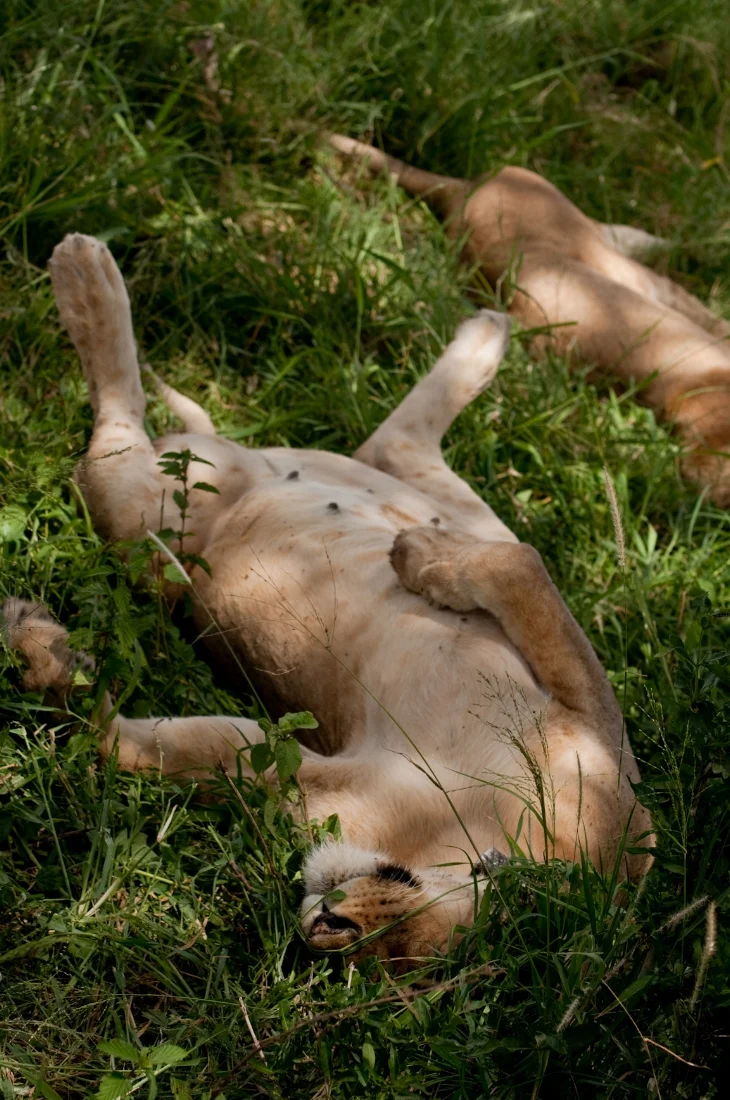 At Rest - Ngorongoro Crater National Park - 2011