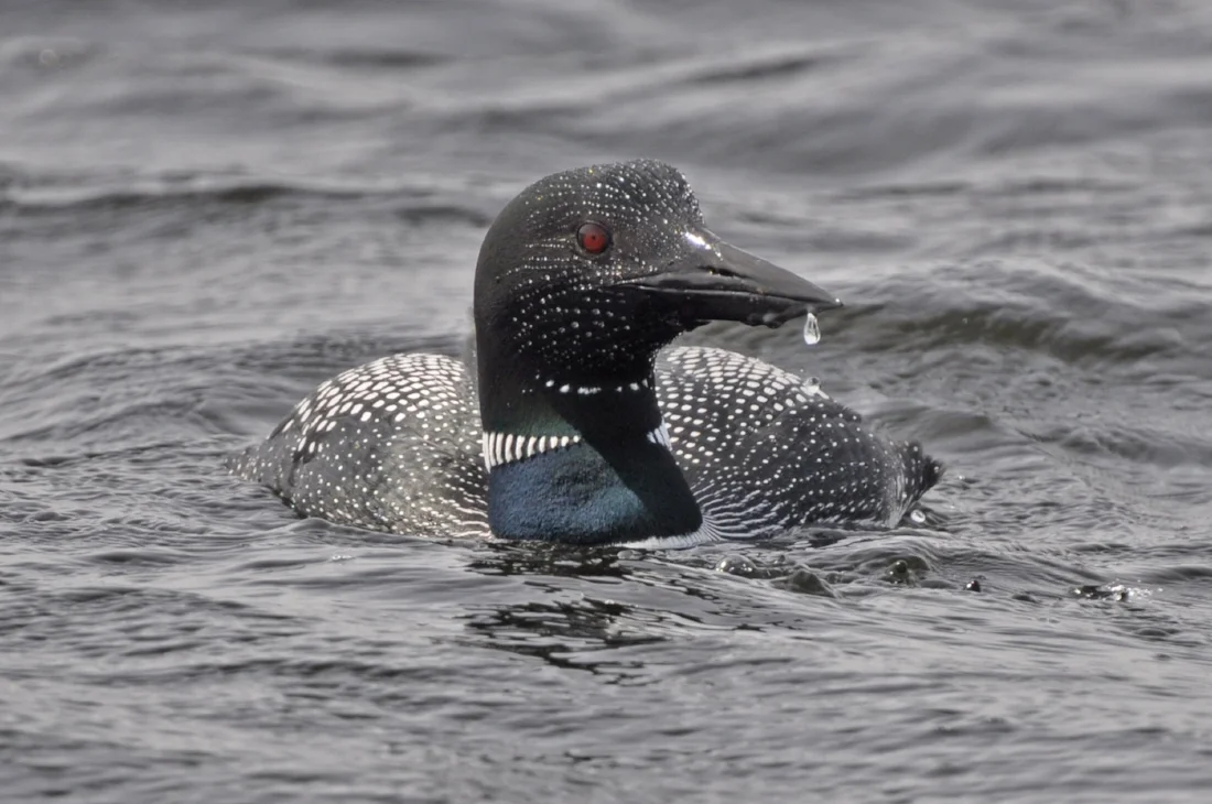 Common Loon - Maine 2011