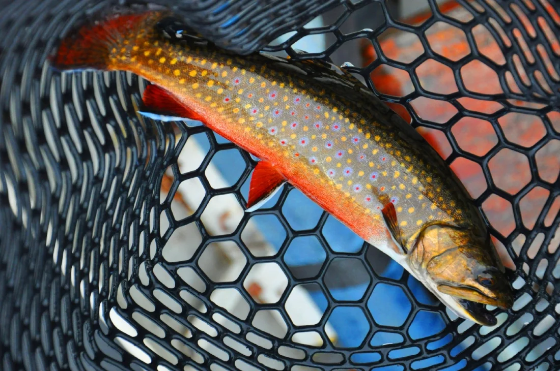 Catch & Release - Maine 2015