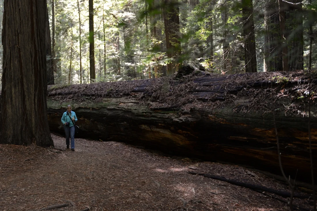 Giant Redwoods - Oregon 2013