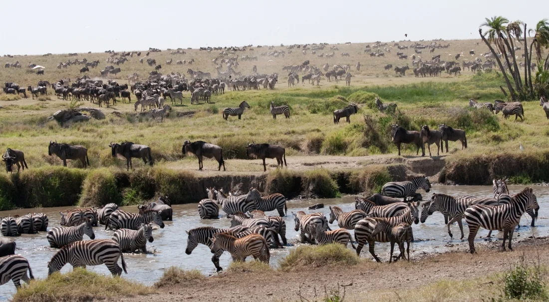The Migration