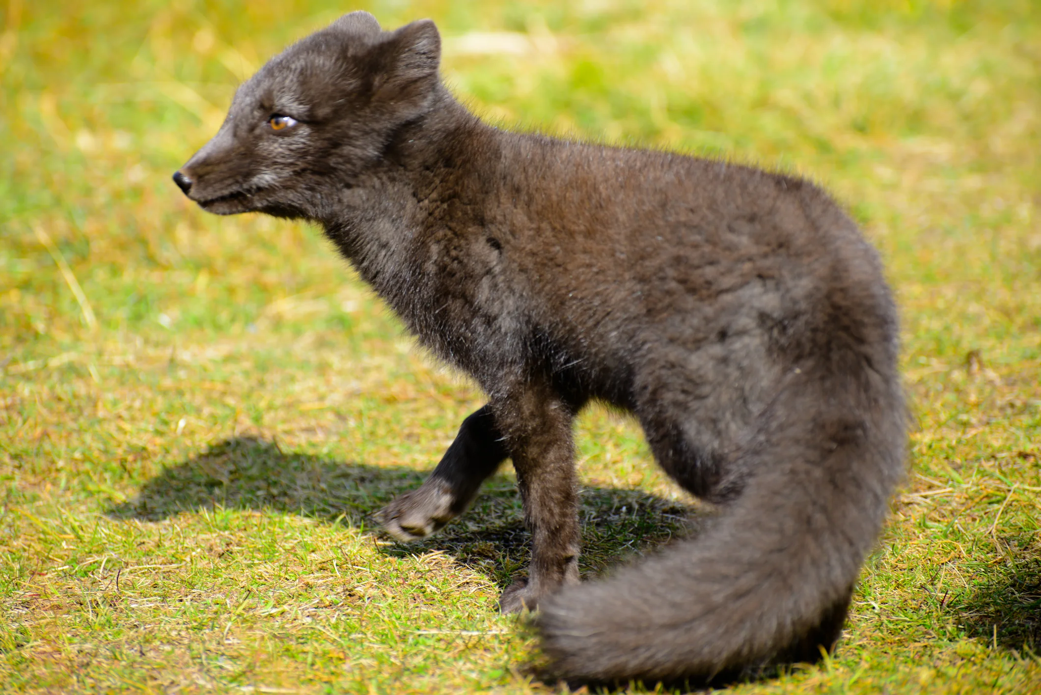 Arctic Fox - Iceland 2019