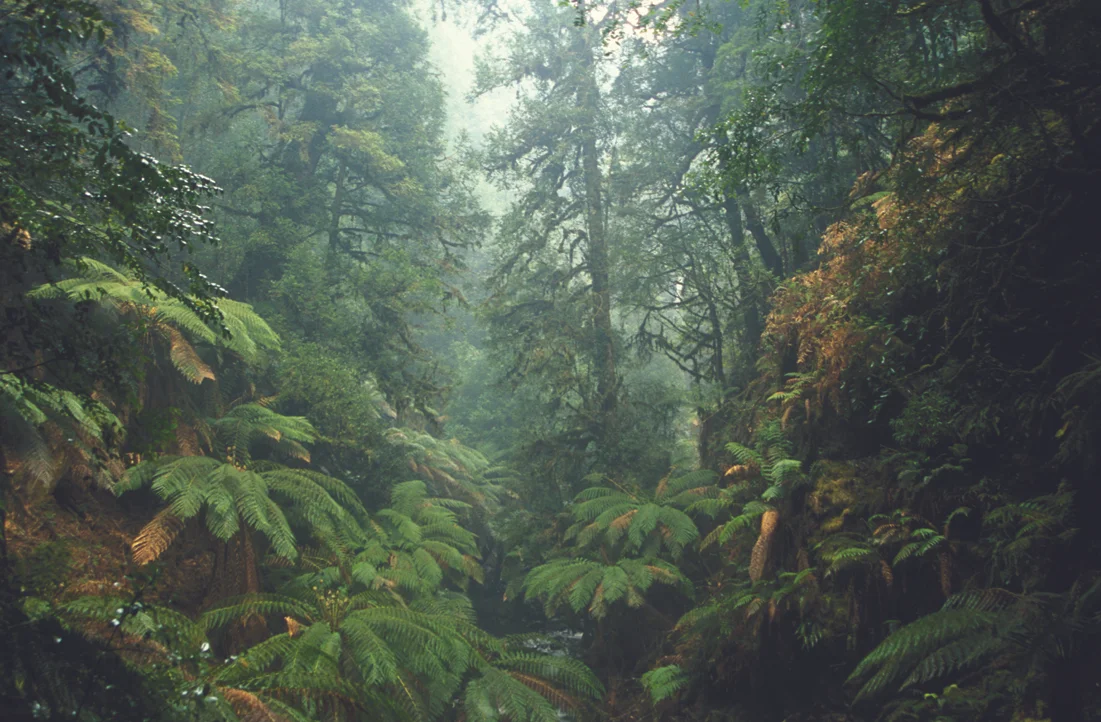 Arthur-River-rainforests-Ted-Mead.jpg