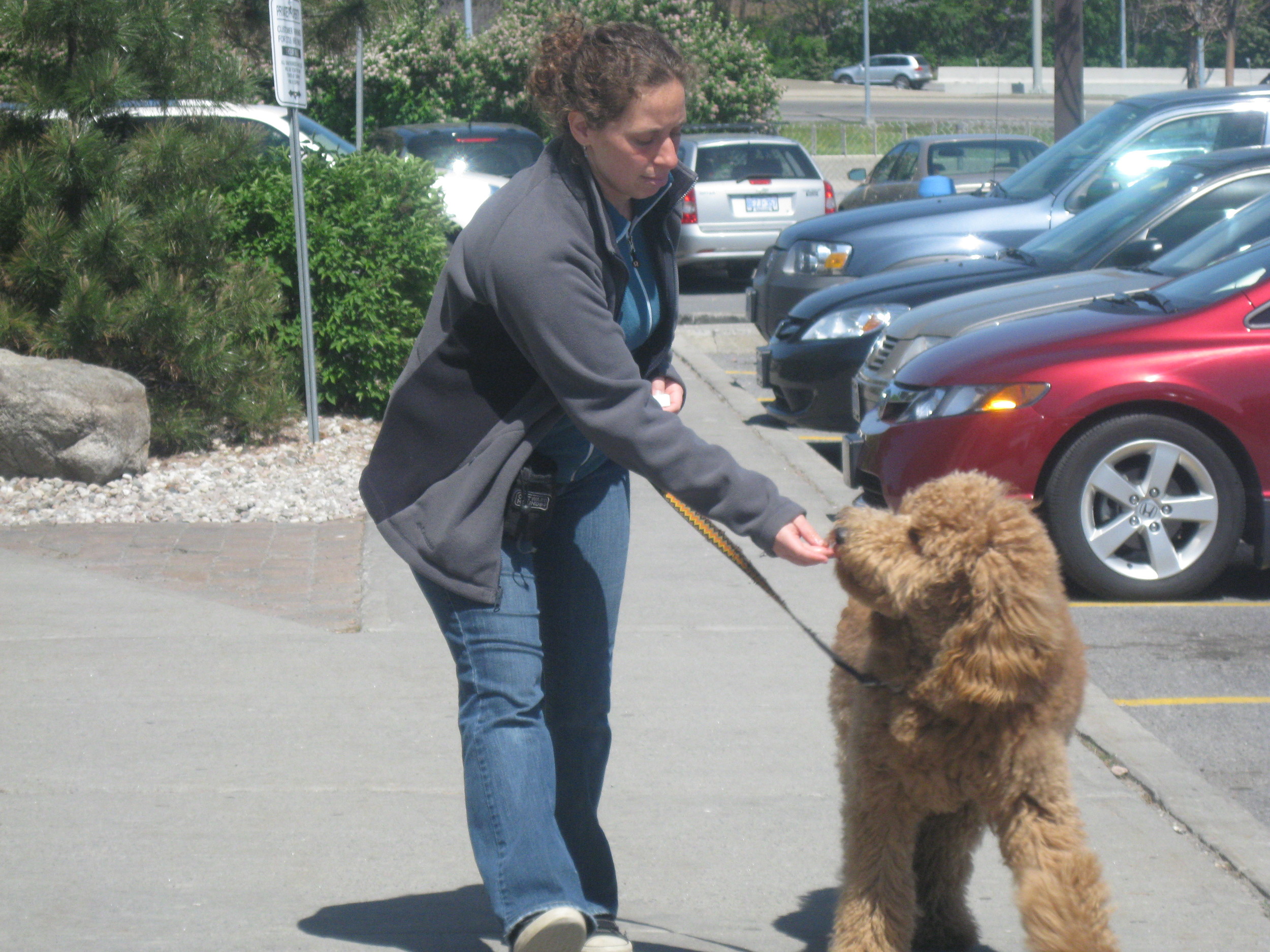 Wally the goldendoodle