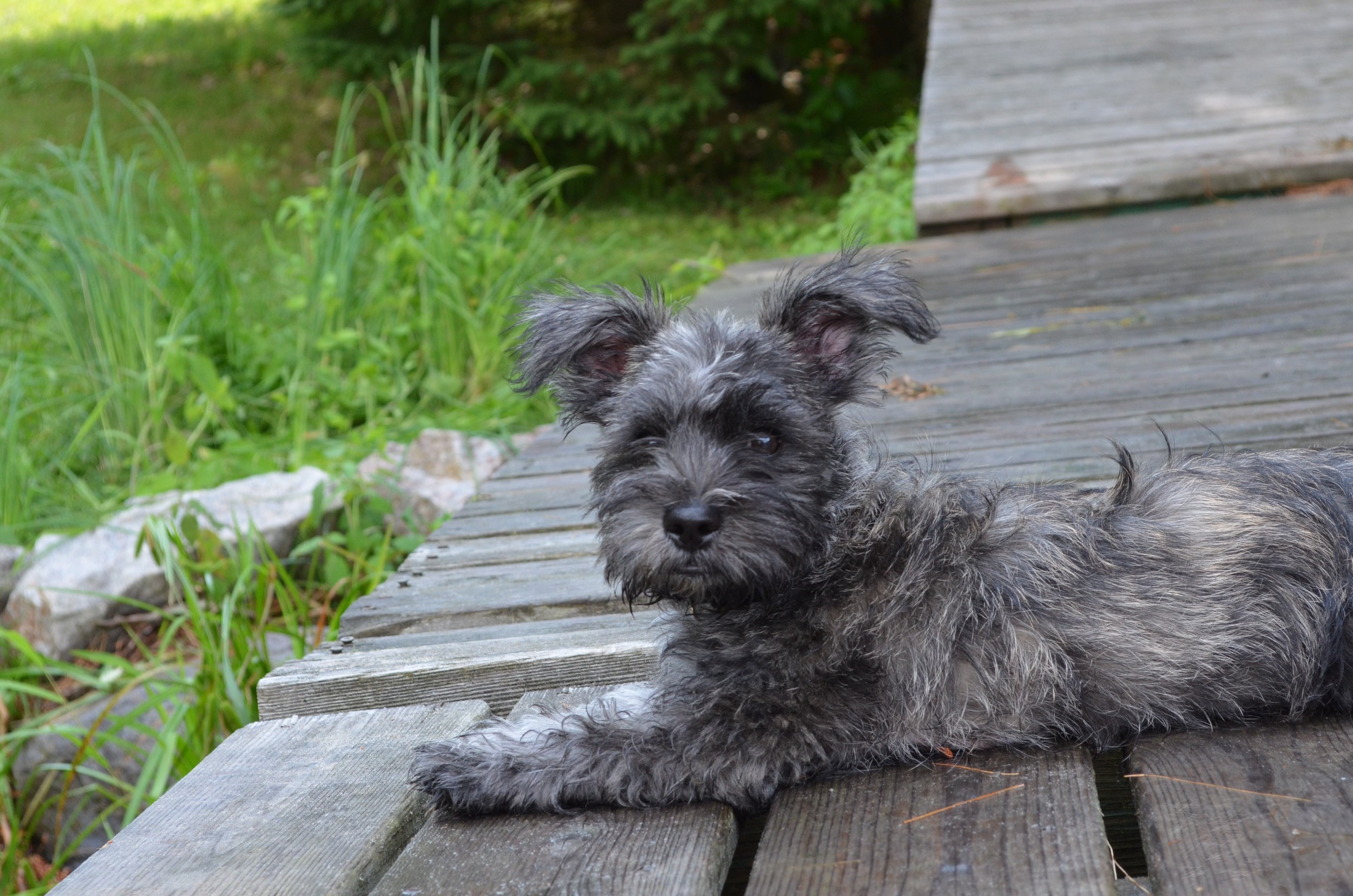 Oliver