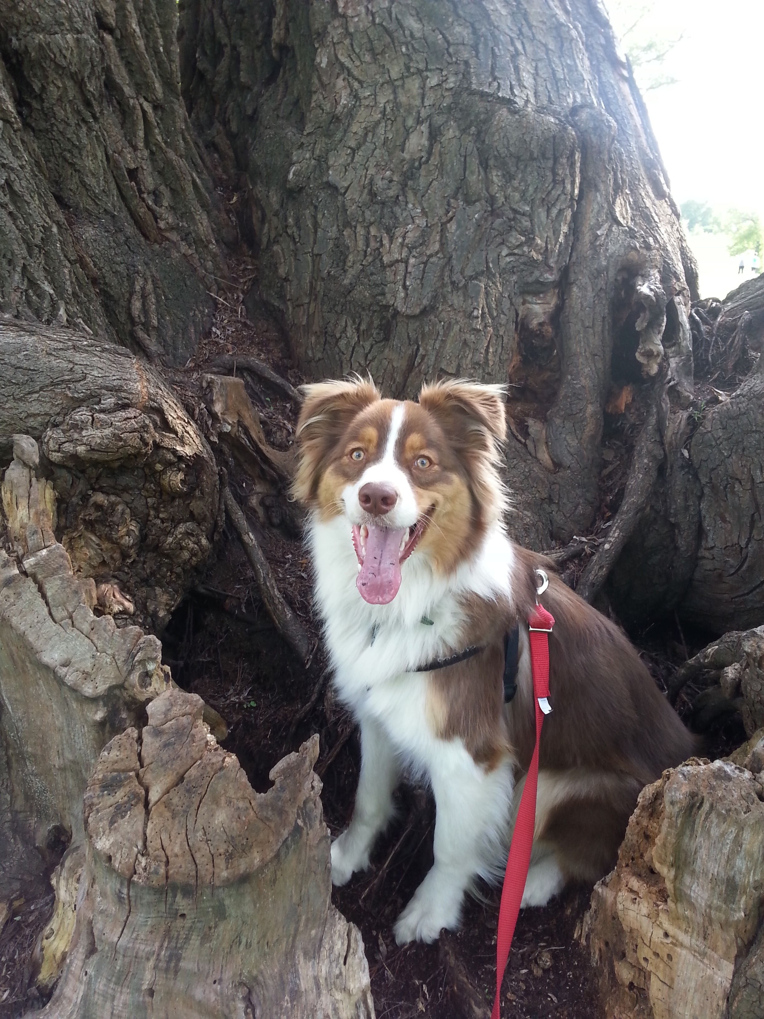 corben the aussie