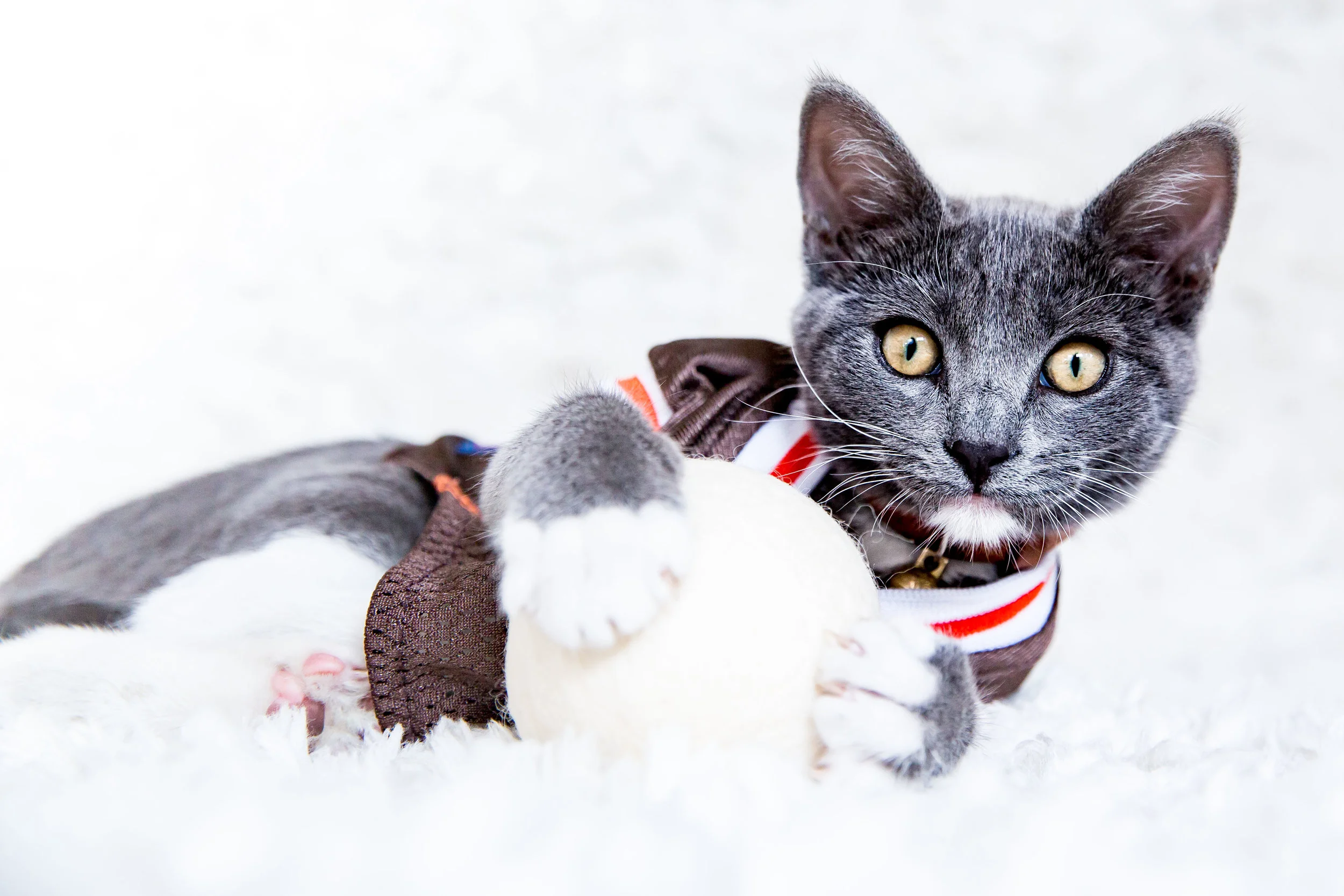 Basom_Christmas_2018_2387.jpg