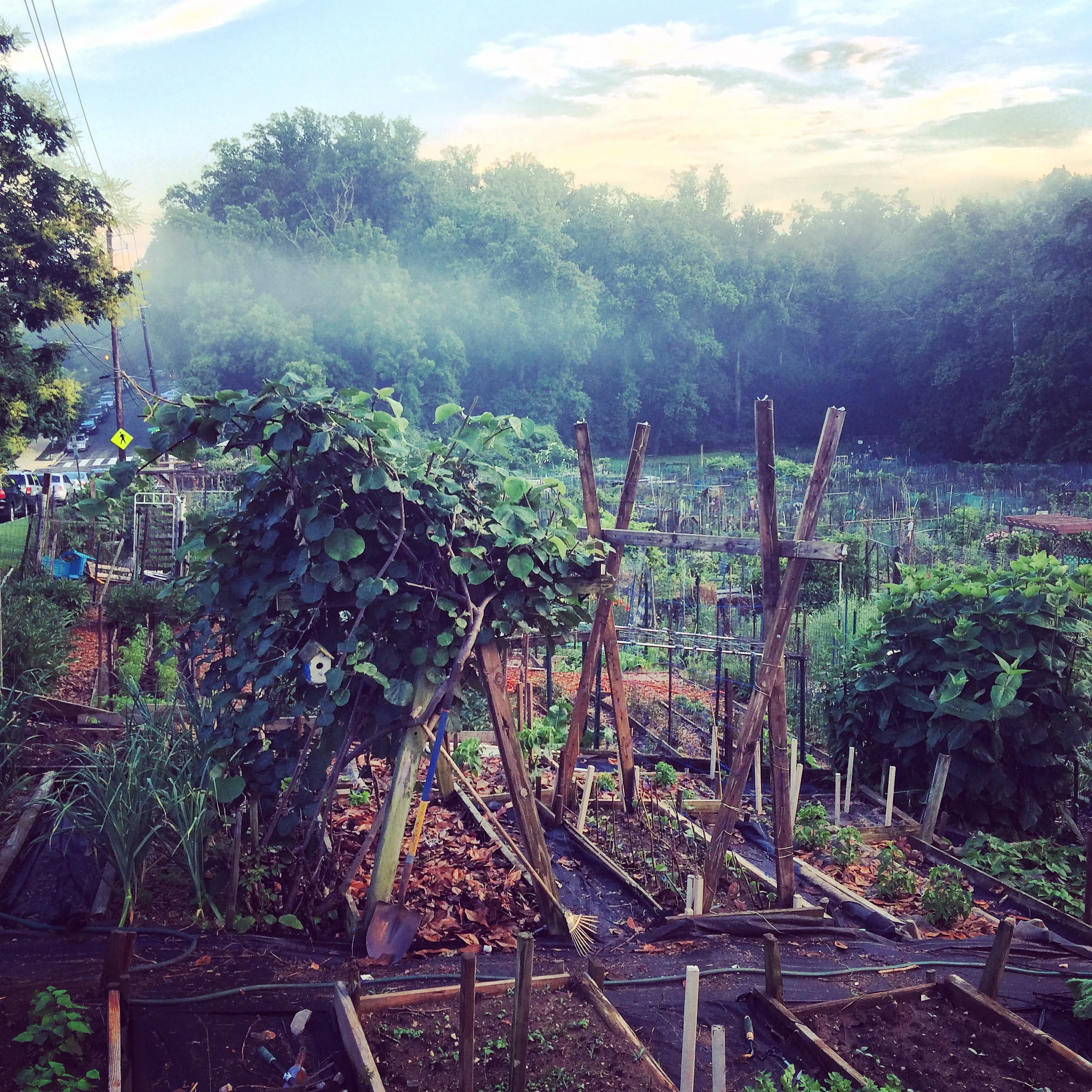 Webmap: Community Gardens of DC