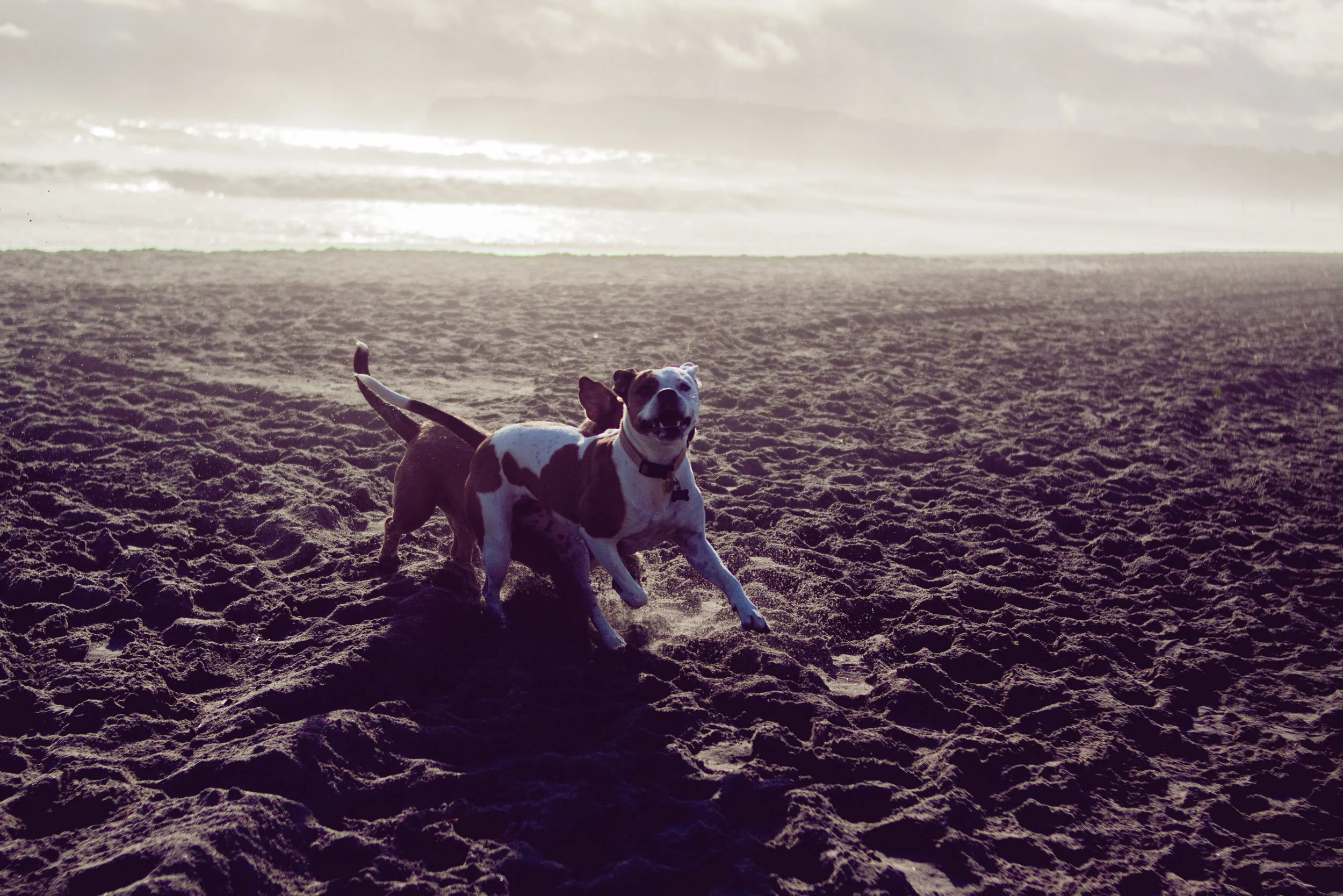 2017_02_BeachDay-115.jpg