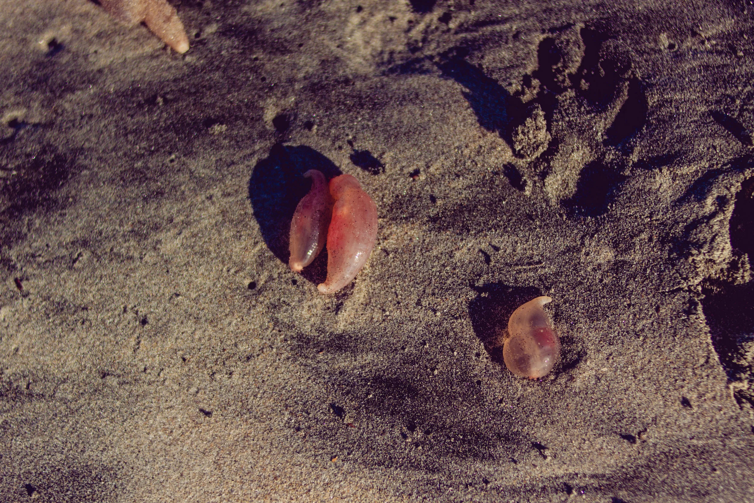 2017_02_BeachDay-121.jpg