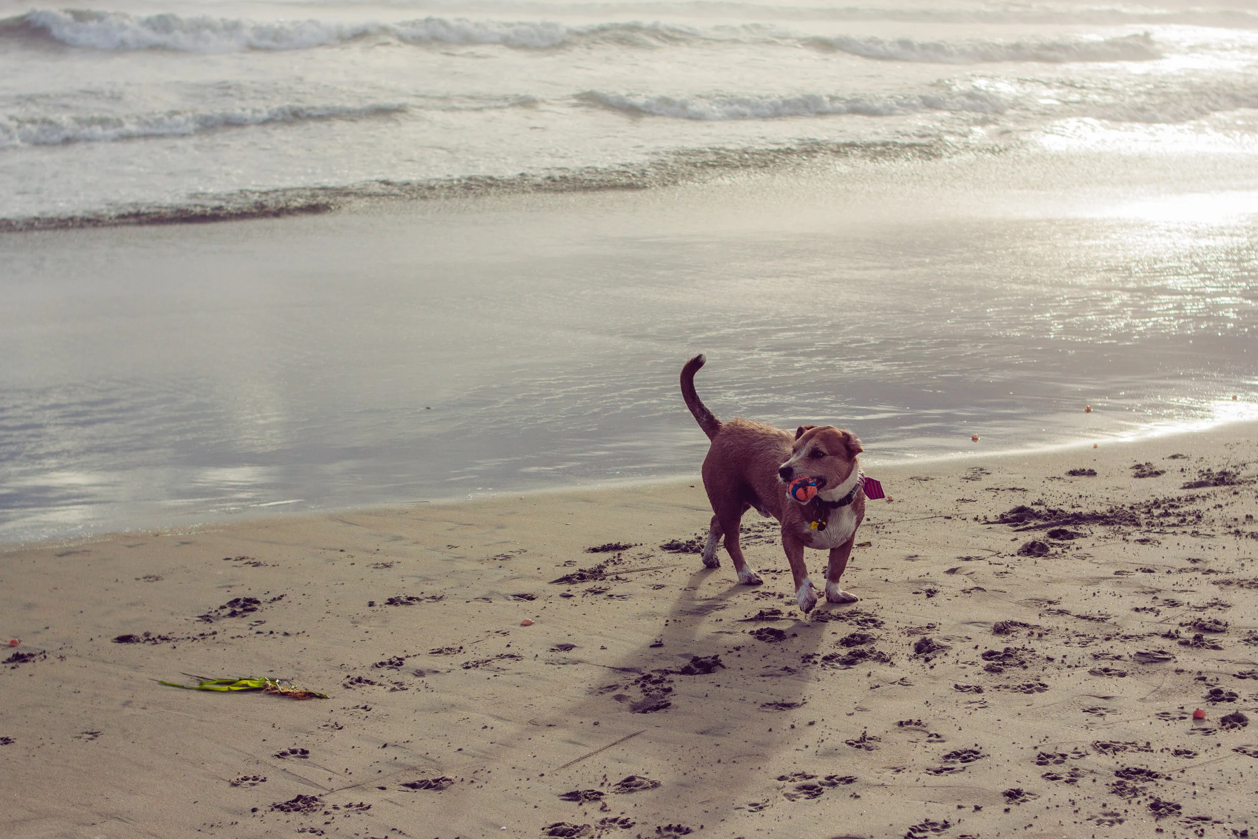 2017_02_BeachDay-156.jpg