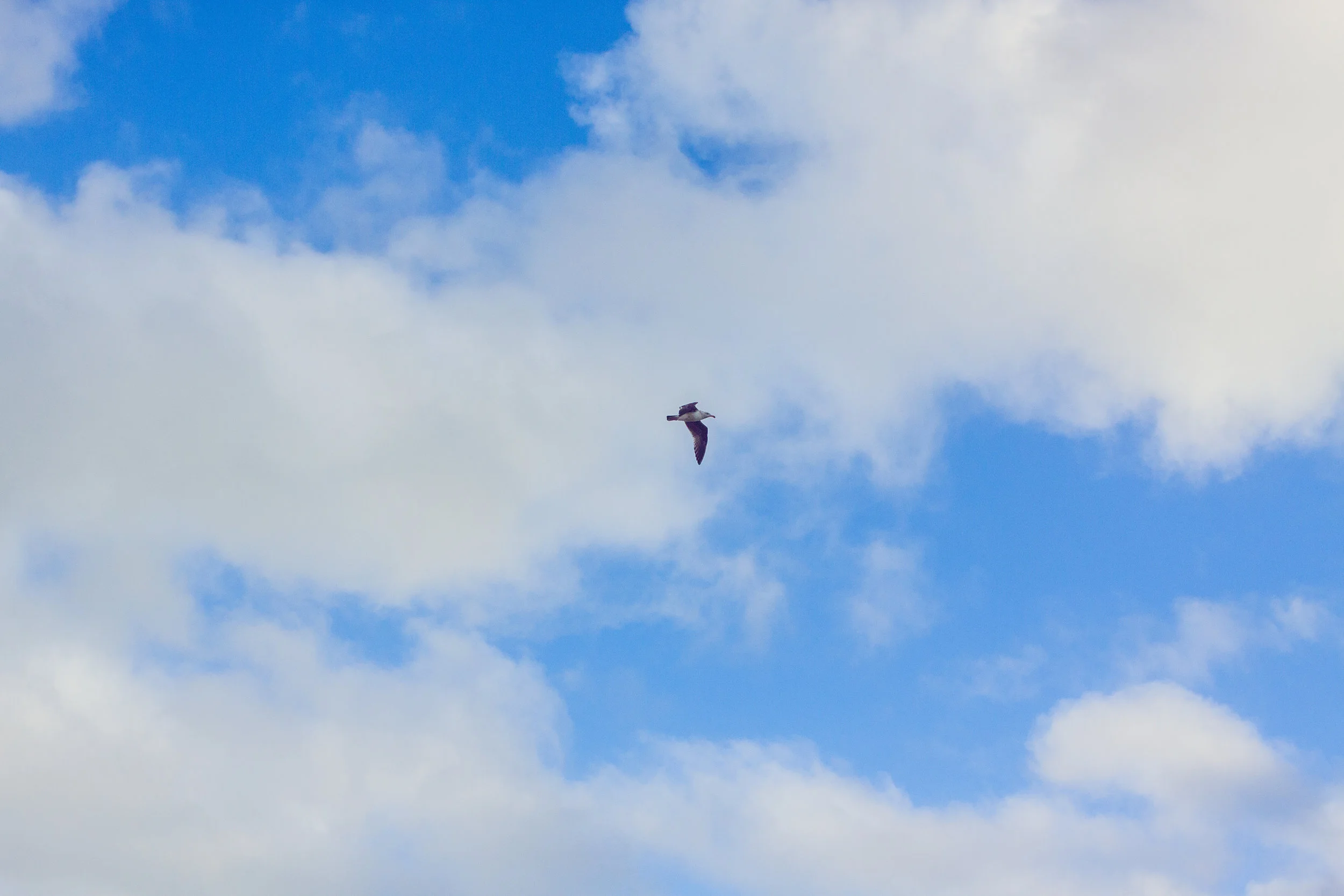 2017_02_BeachDay-167.jpg