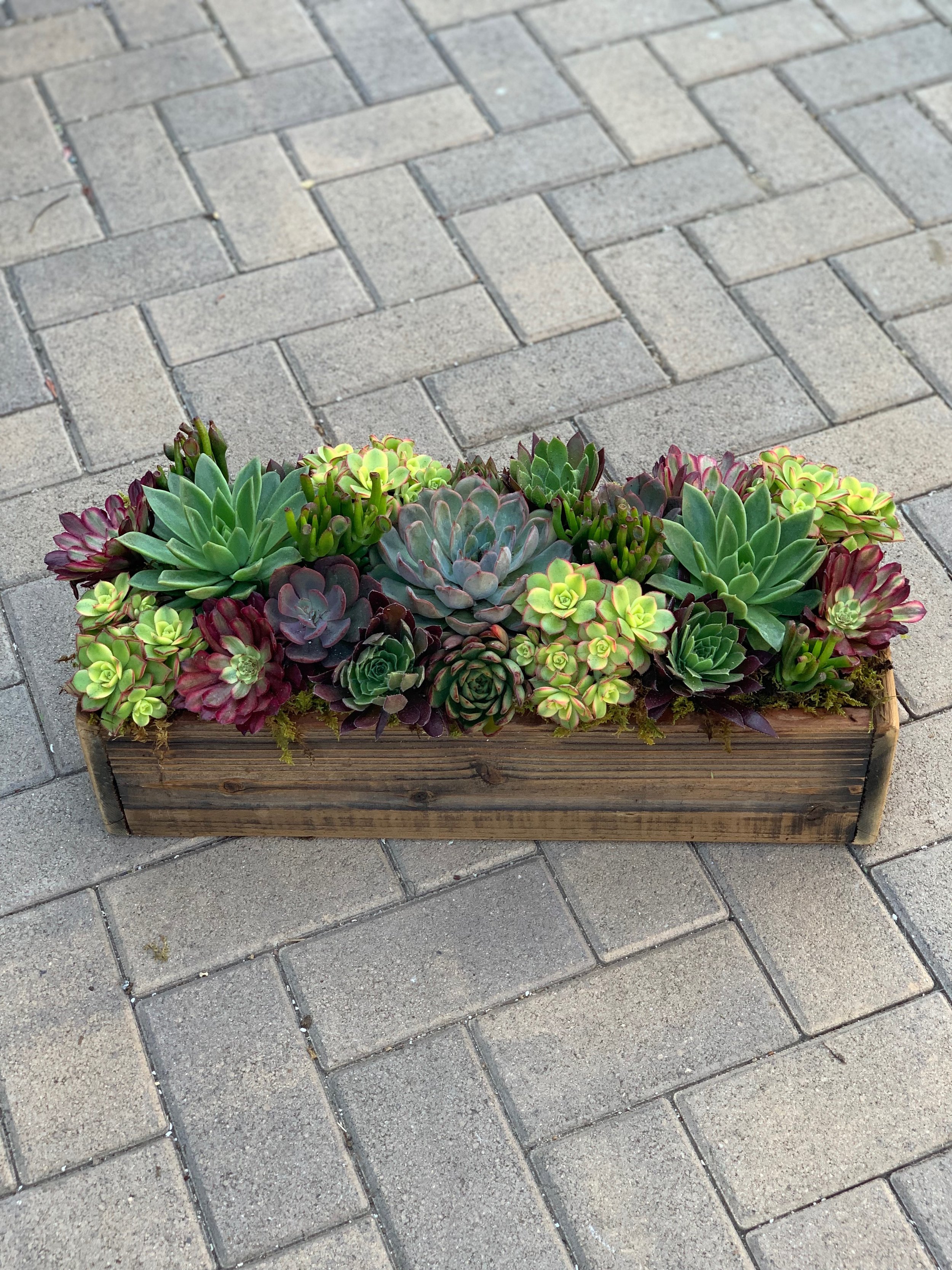 56. Succulents in Wooden Box (Copy)