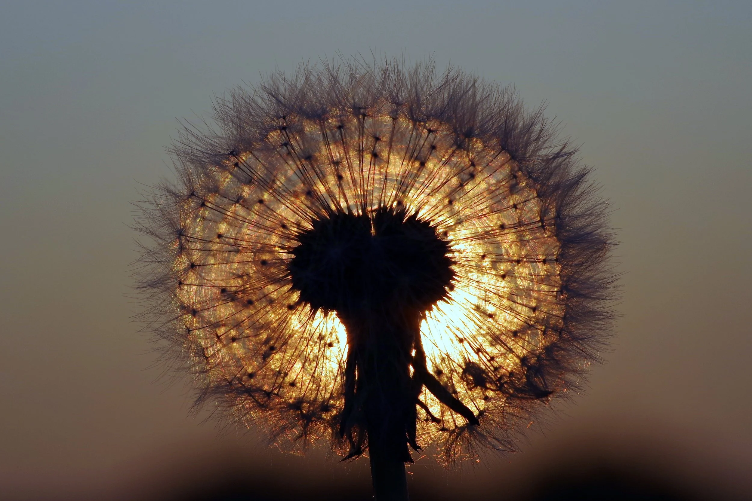 blur-close-up-dandelion-433050.jpg
