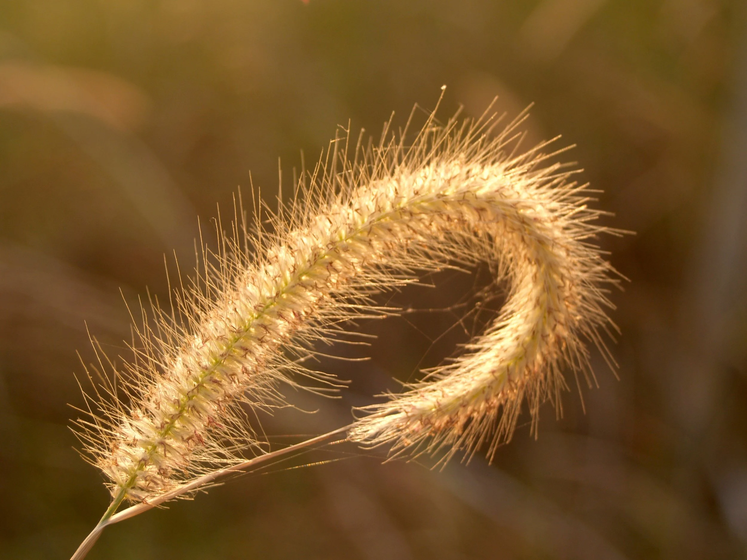 background-beautiful-beauty-236475.jpg