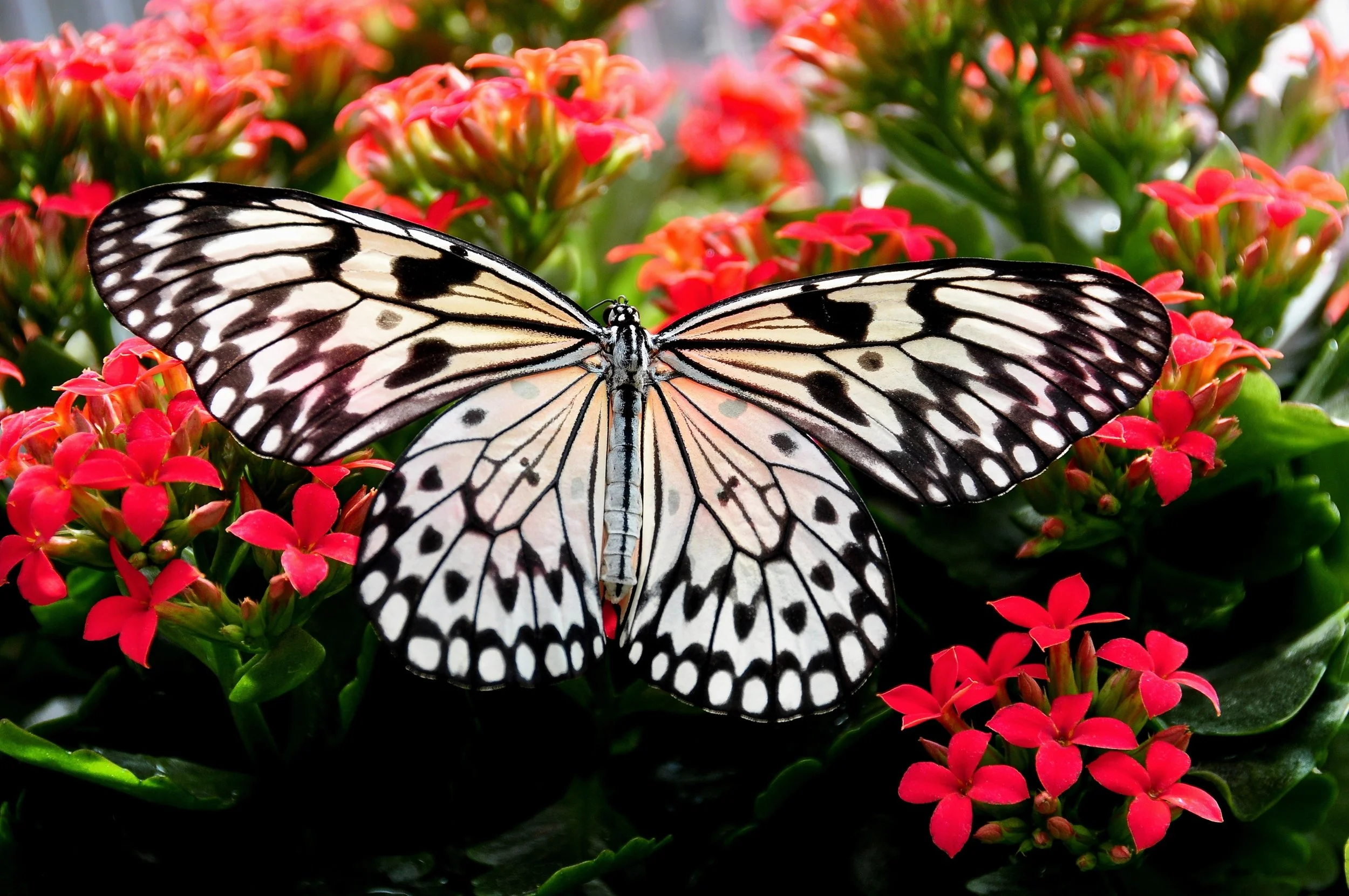 beautiful-bloom-blooming-268432.jpg
