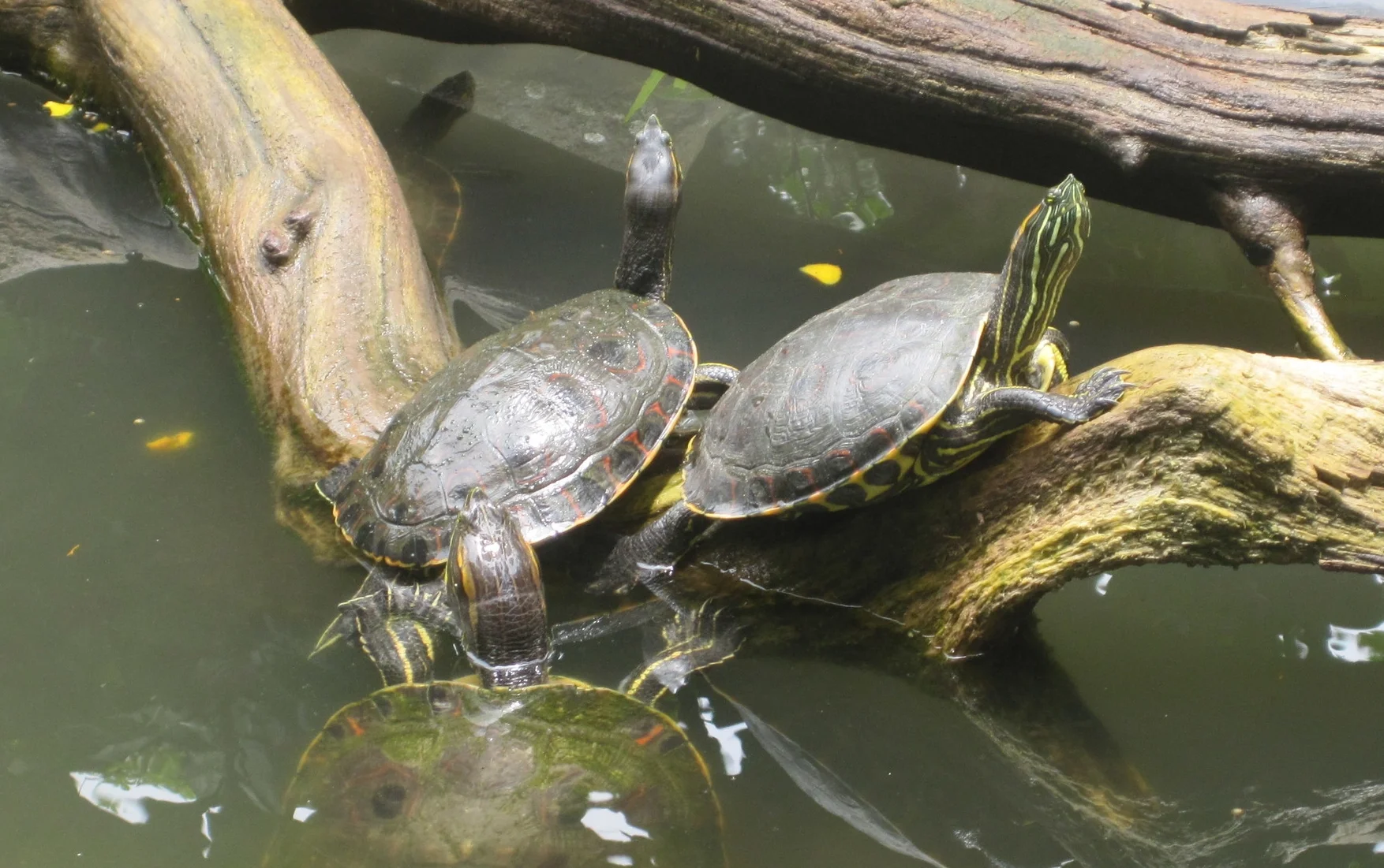 Summer Social Skills Group: 7-8 Year Olds