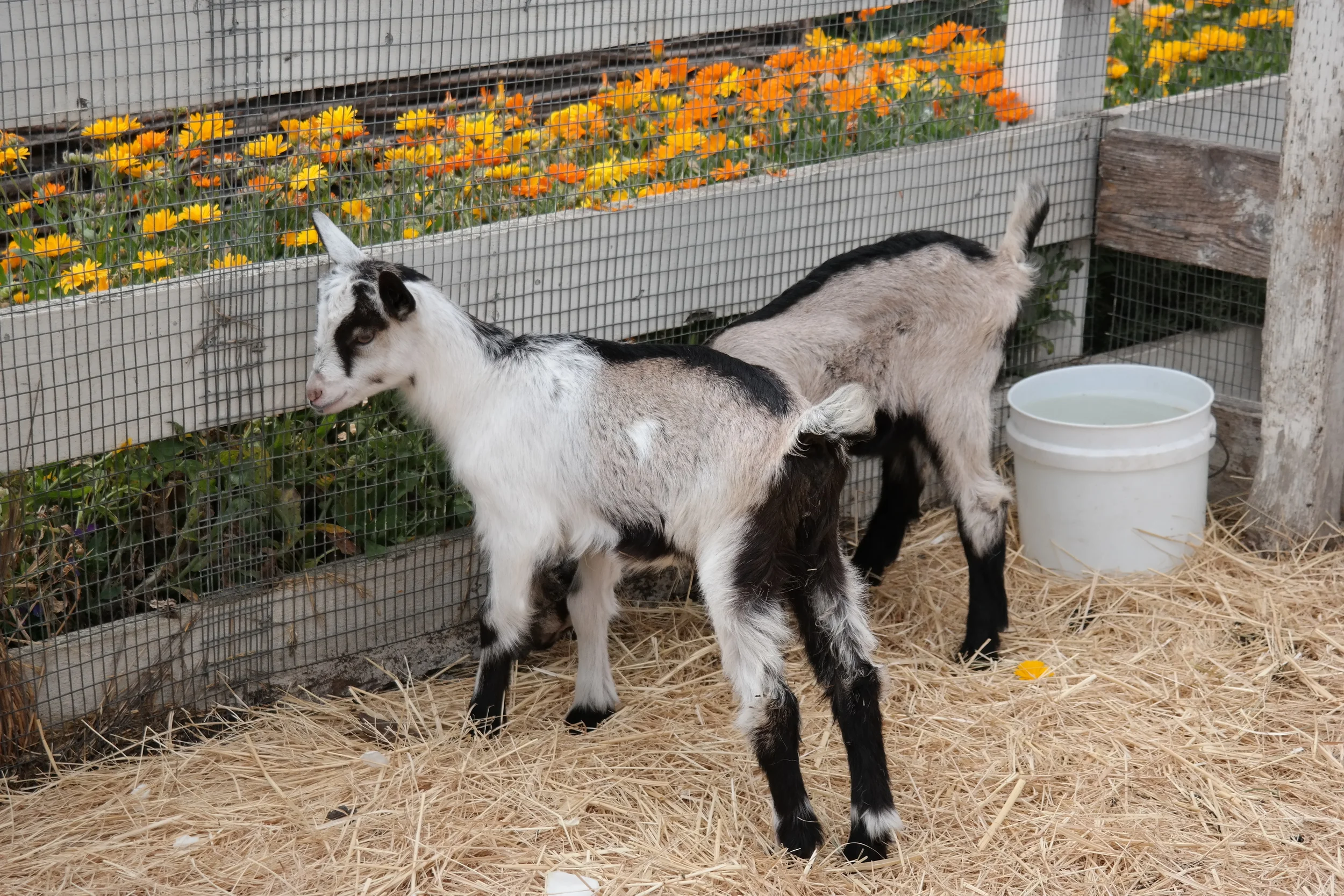 Summer Social Skills Group: 5-6 Year Olds