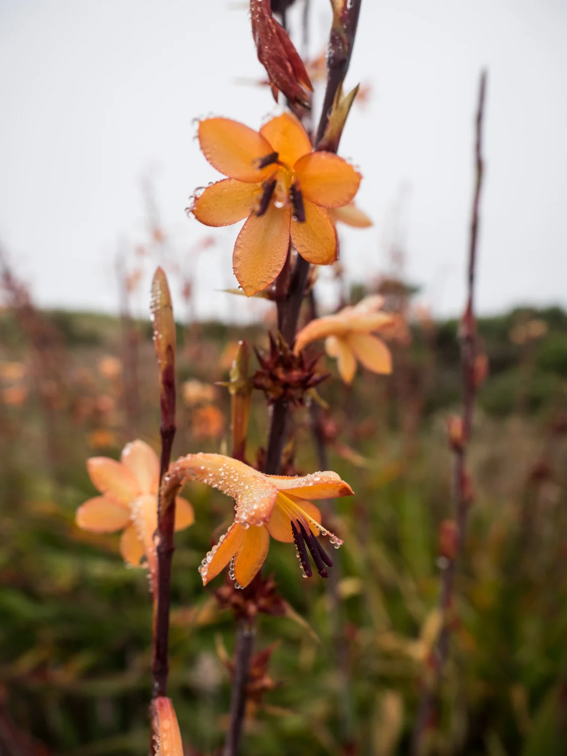 SamStephens_PCH-30.jpg