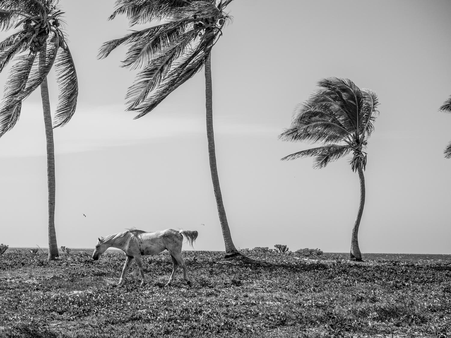 SamStephens_Cuba-57.jpg