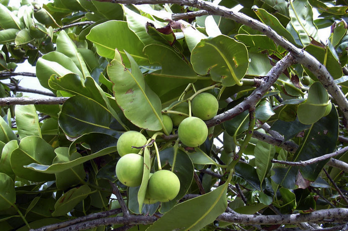 Kukui nut oil supplies antioxidants and linoleic acid to nourish and balance the skin.