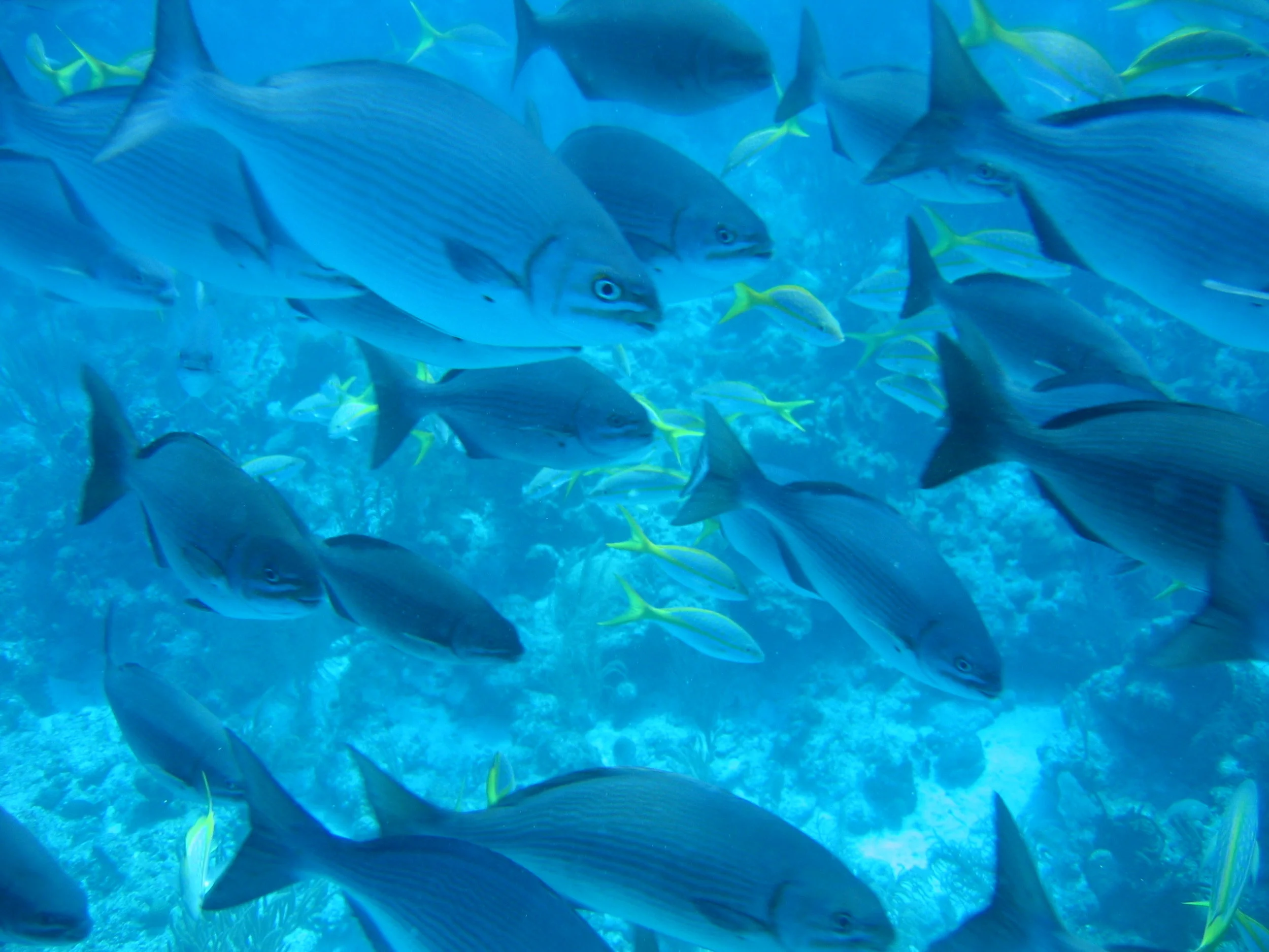 Skoola Fish